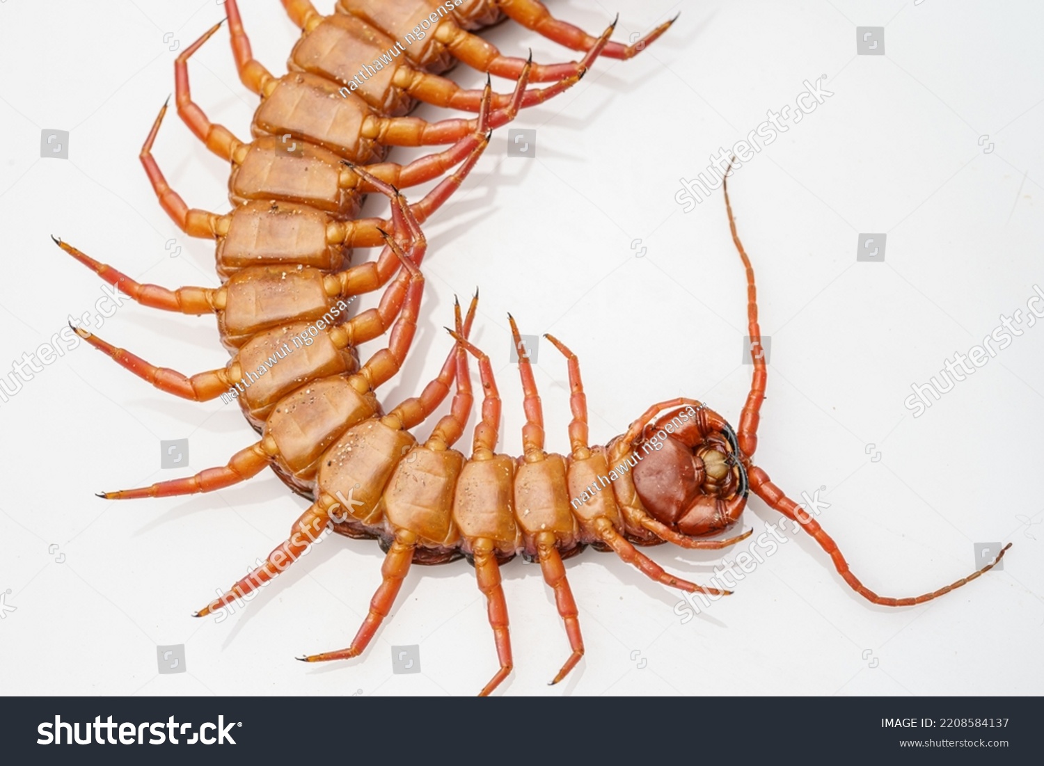 Orange Centipede On White Background Stock Photo 2208584137 | Shutterstock