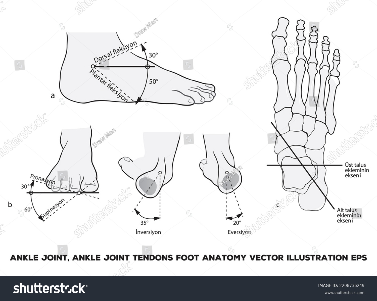 Ankle Joint Tendons Foot Anatomy Stock Vector (Royalty Free) 2208736249 ...