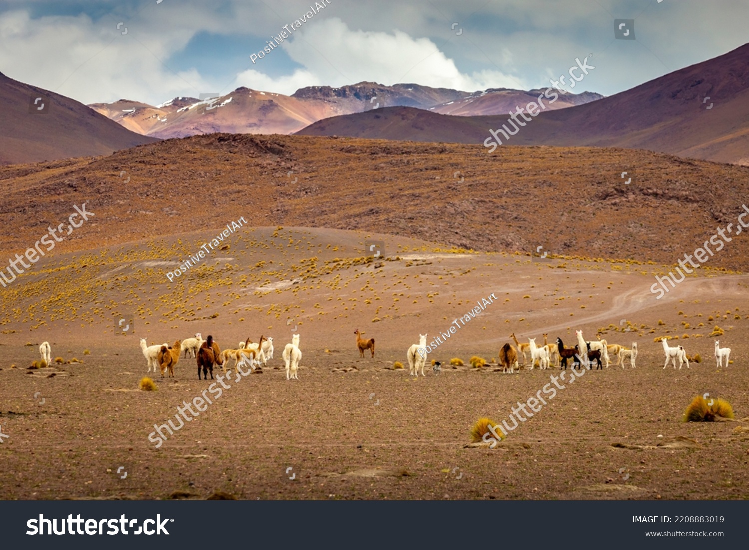 Group Guanacos Llamas Wild Atacama Desert Stock Photo 2208883019