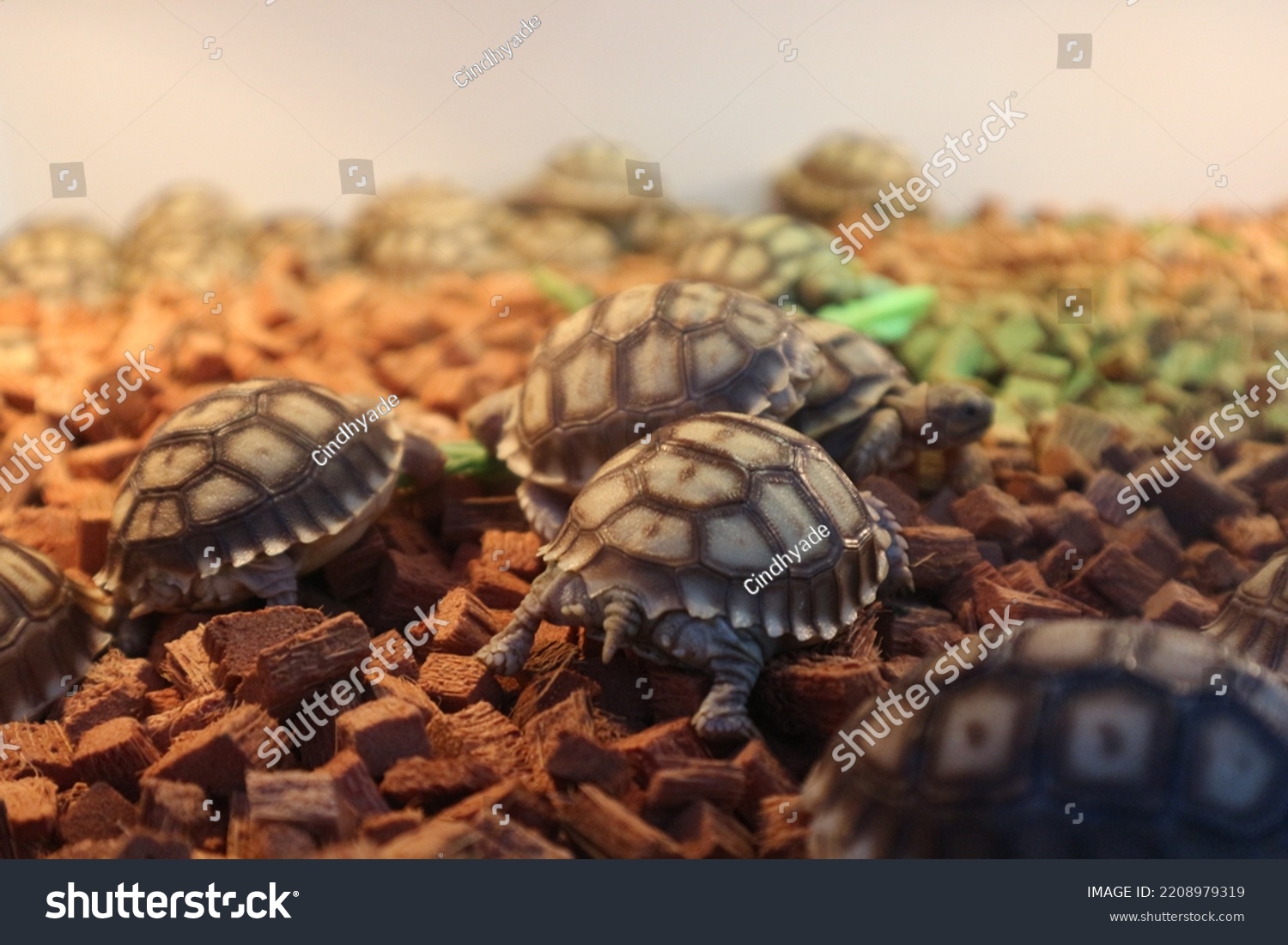 Sulcata Baby Tortoises Have Grooves Deep Stock Photo 2208979319 ...