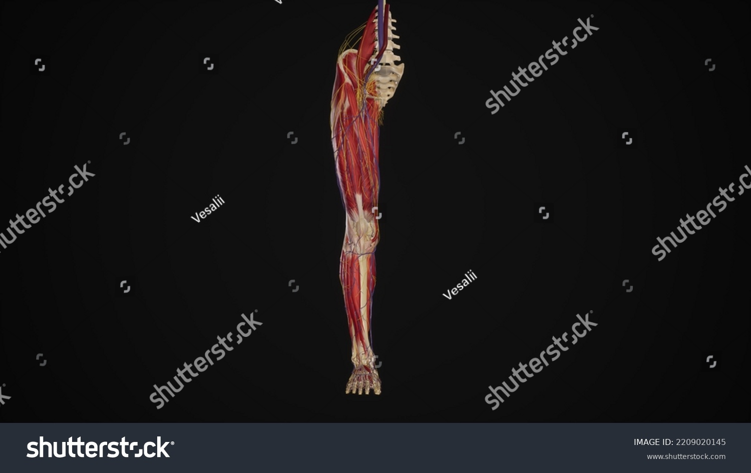 lower-limb-muscles-blood-vessels-nerves3d-stock-illustration-2209020145-shutterstock