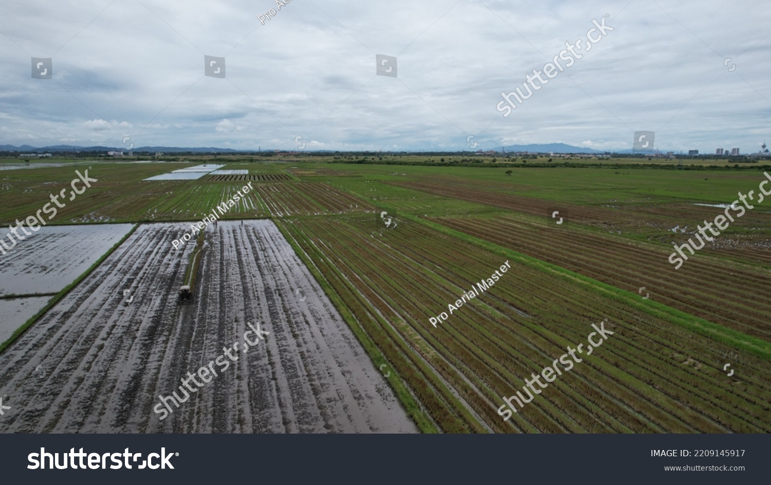 Alor Setar Malaysia September 24 2022 Stock Photo 2209145917 Shutterstock   Stock Photo Alor Setar Malaysia September Tractors Ploughing The Paddy Rice Fields In Kedah 2209145917 