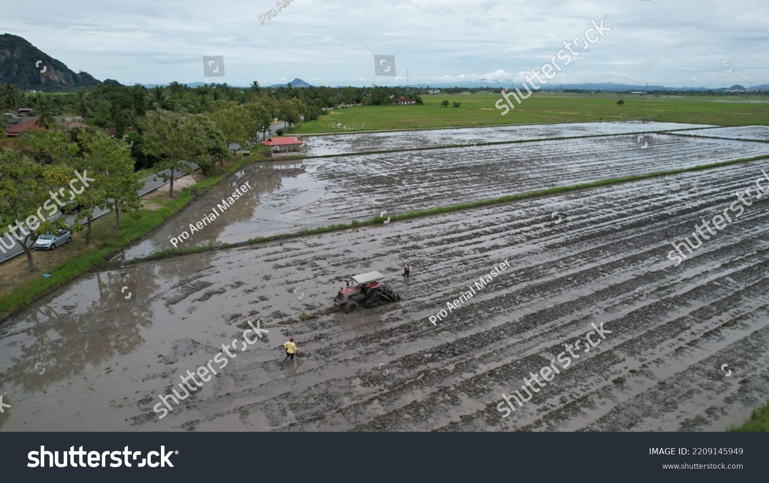 Alor Setar Malaysia September 24 2022 Stock Photo 2209145949 Shutterstock   Stock Photo Alor Setar Malaysia September Tractors Ploughing The Paddy Rice Fields In Kedah 2209145949 