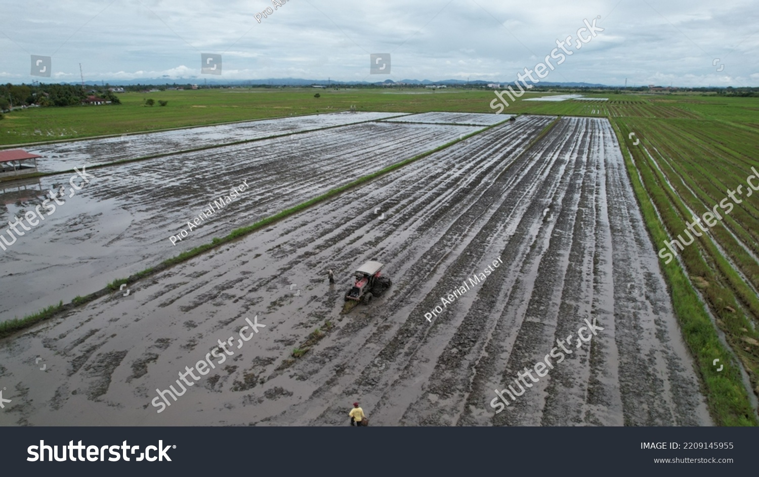 Alor Setar Malaysia September 24 2022 Stock Photo 2209145955 Shutterstock   Stock Photo Alor Setar Malaysia September Tractors Ploughing The Paddy Rice Fields In Kedah 2209145955 