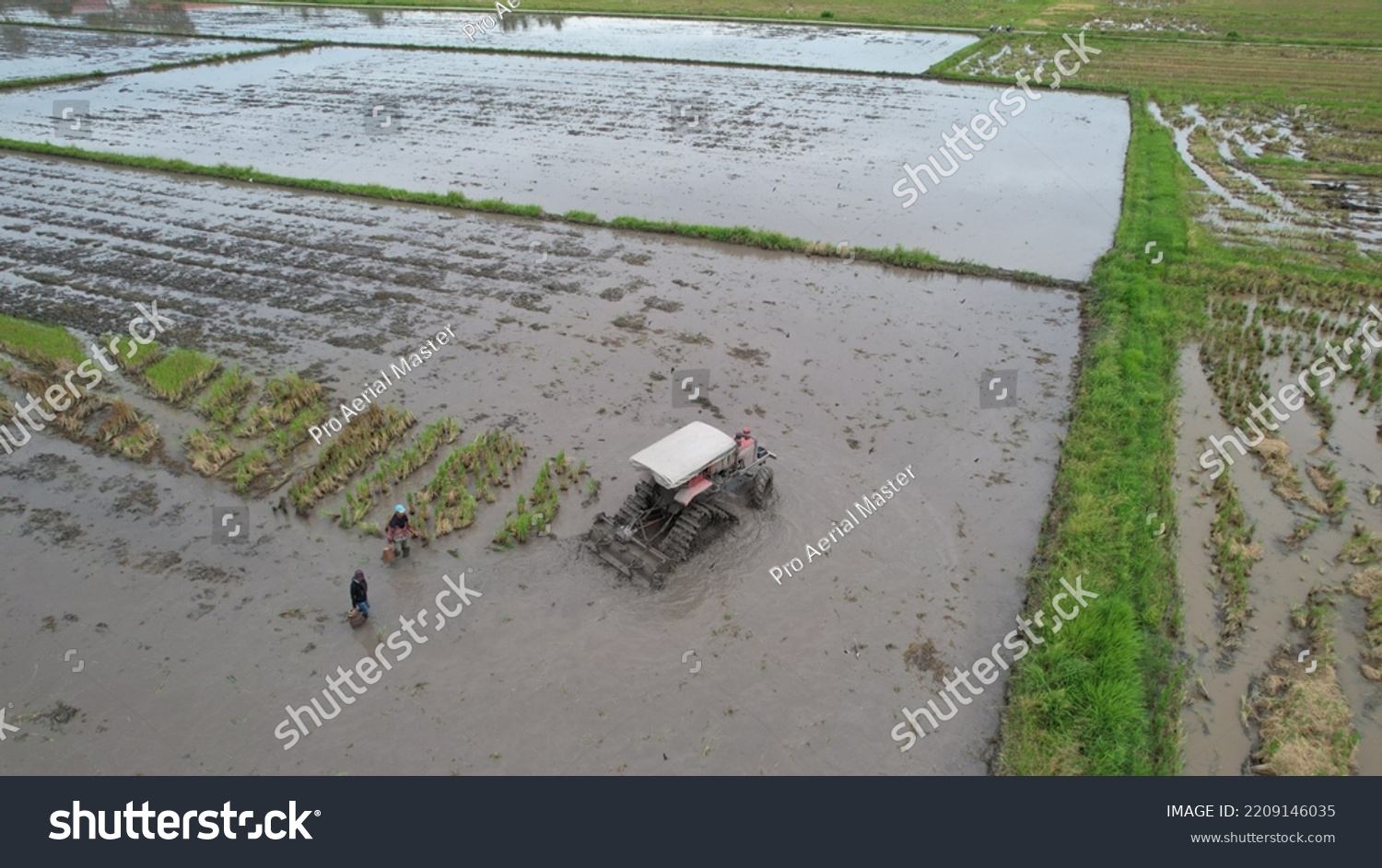 Alor Setar Malaysia September 24 2022 Stock Photo 2209146035 Shutterstock   Stock Photo Alor Setar Malaysia September Tractors Ploughing The Paddy Rice Fields In Kedah 2209146035 