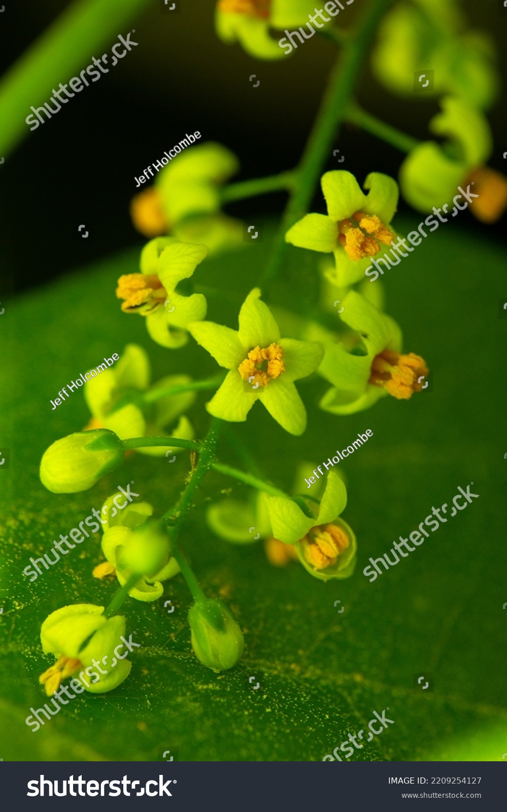 Panicle Yellow Green Poison Ivy Flowers Stock Photo 2209254127