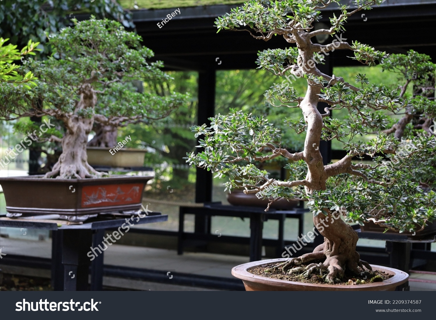 Bonsai Trees Species Collection Labelled Names Stock Photo 2209374587 ...