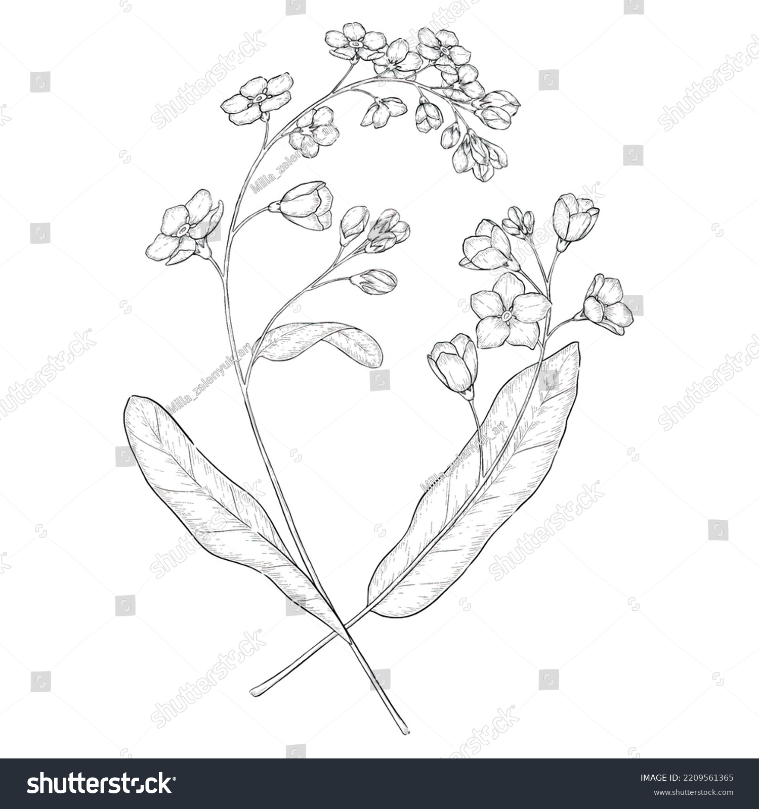 Forget Me Not Vector Outline Illustration Stock Vector (Royalty Free ...