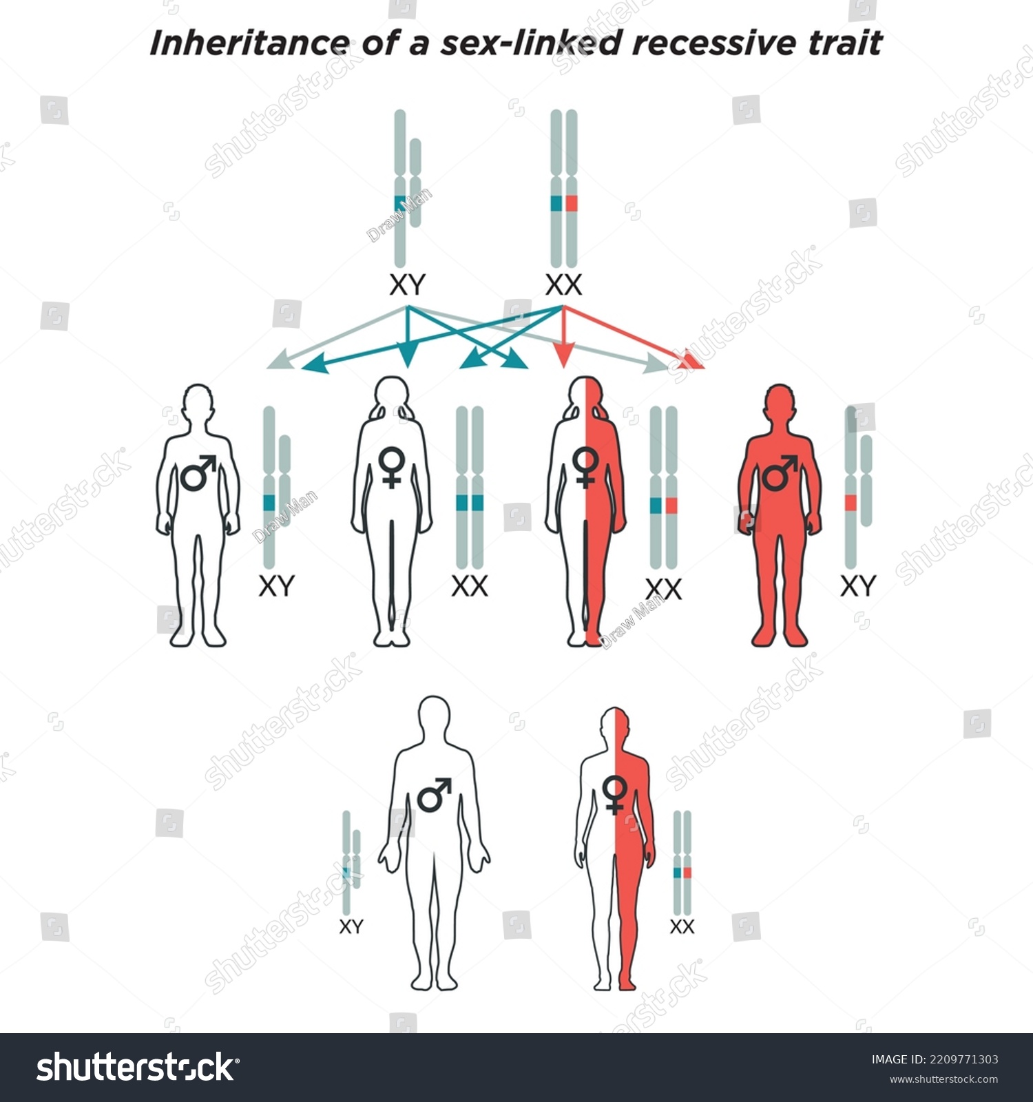 Scientific Designing Autosomal Recessive Inheritance Colorful Stock Vector Royalty Free