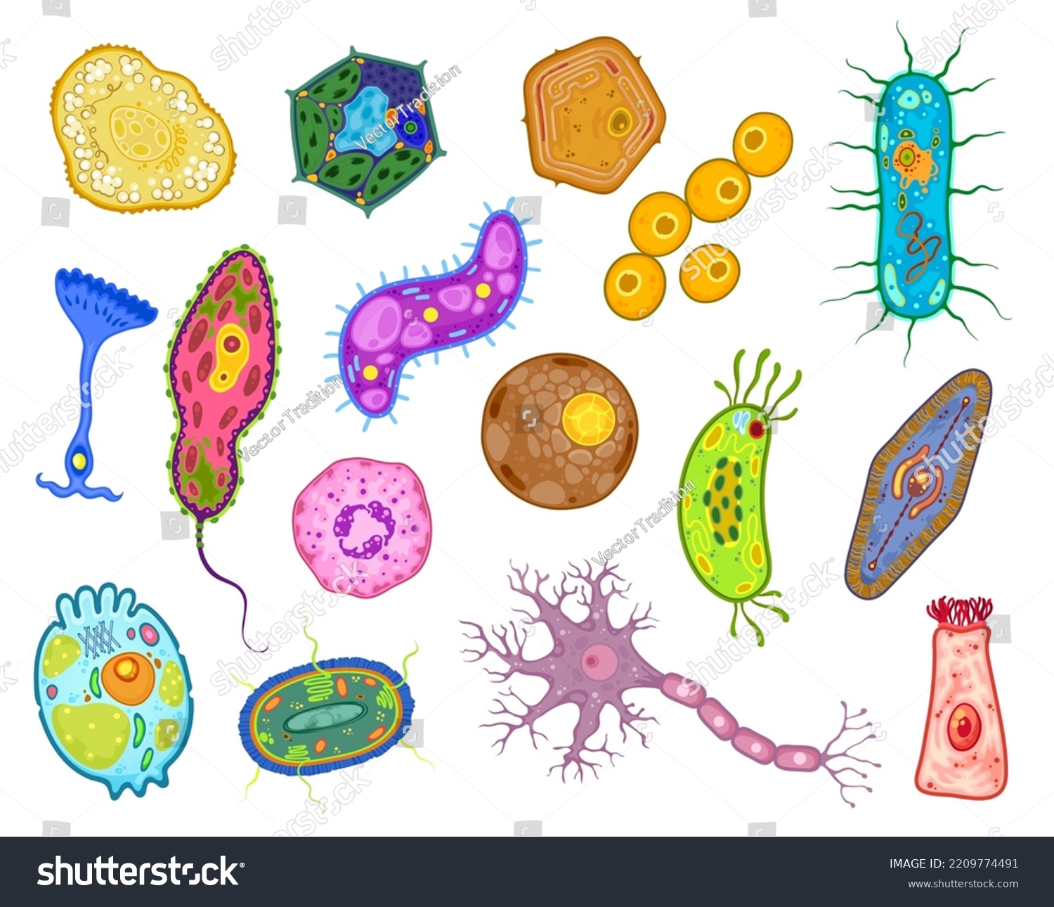 Amoeba Protozoa Unicellular Protist Cells Vector Stock Vector (Royalty ...