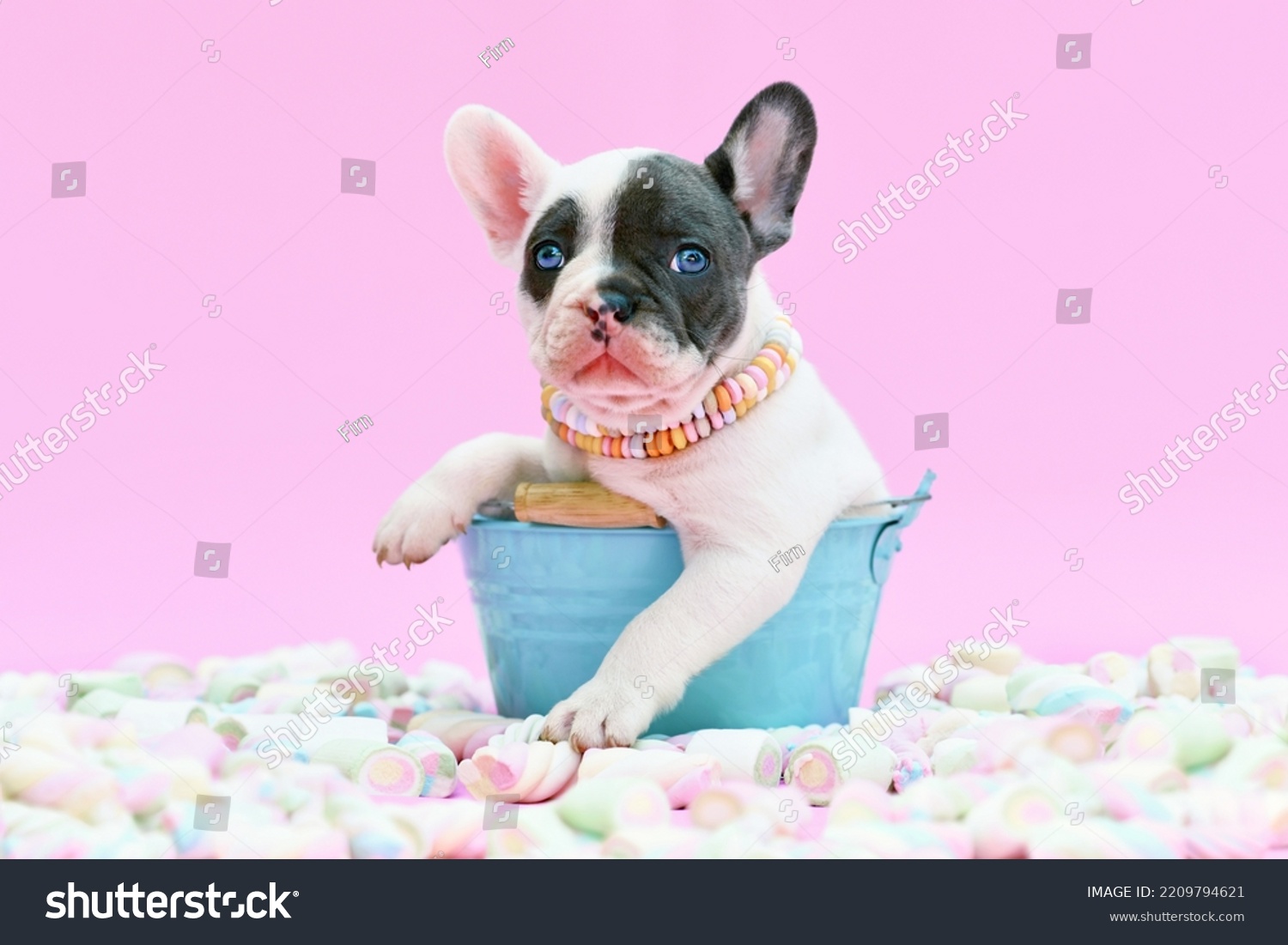 blue pied french bulldogs