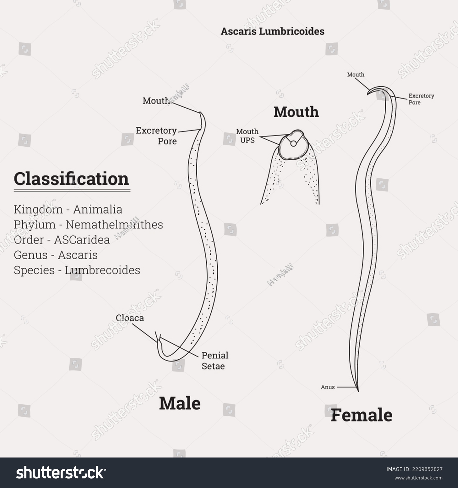 Diseño de detalles de Ascaris Lumbricoides: vector de stock (libre de