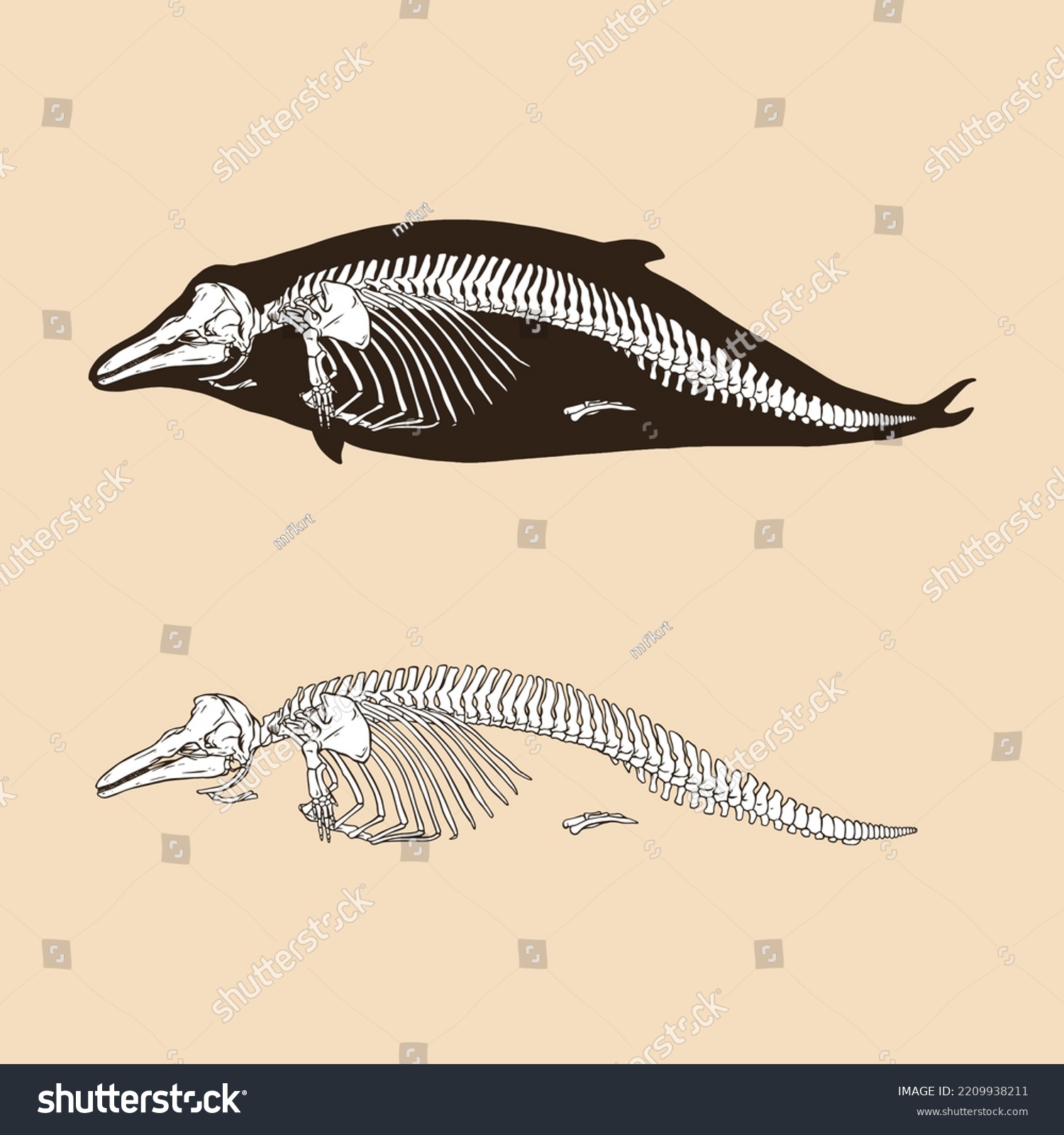 Skeleton Bottlenose Dolphin Vector Illustration Animal Stock Vector ...