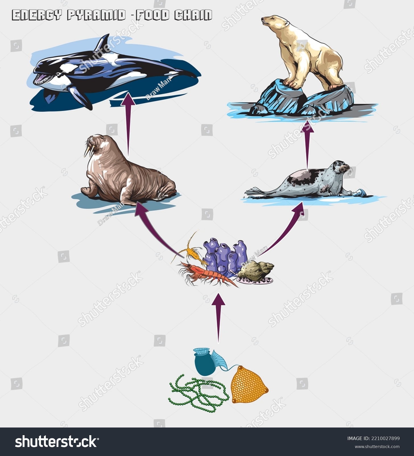 Energy Pyramid Vector Illustration Labeled Biomass Stock Vector ...