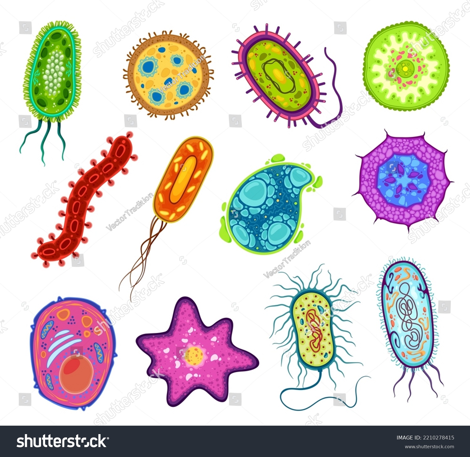 Protozoa Protista Amoeba Microorganism Cells Vector Stock Vector ...