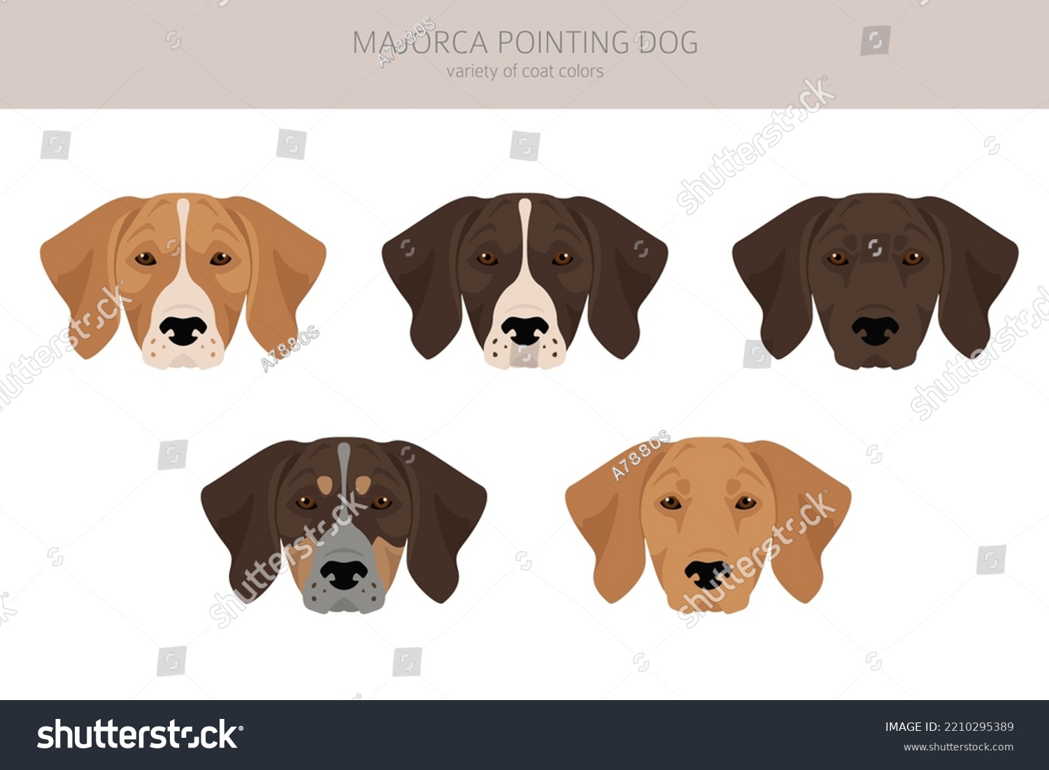 Majorca Pointing Dog Clipart All Coat Stock Vector (Royalty Free ...