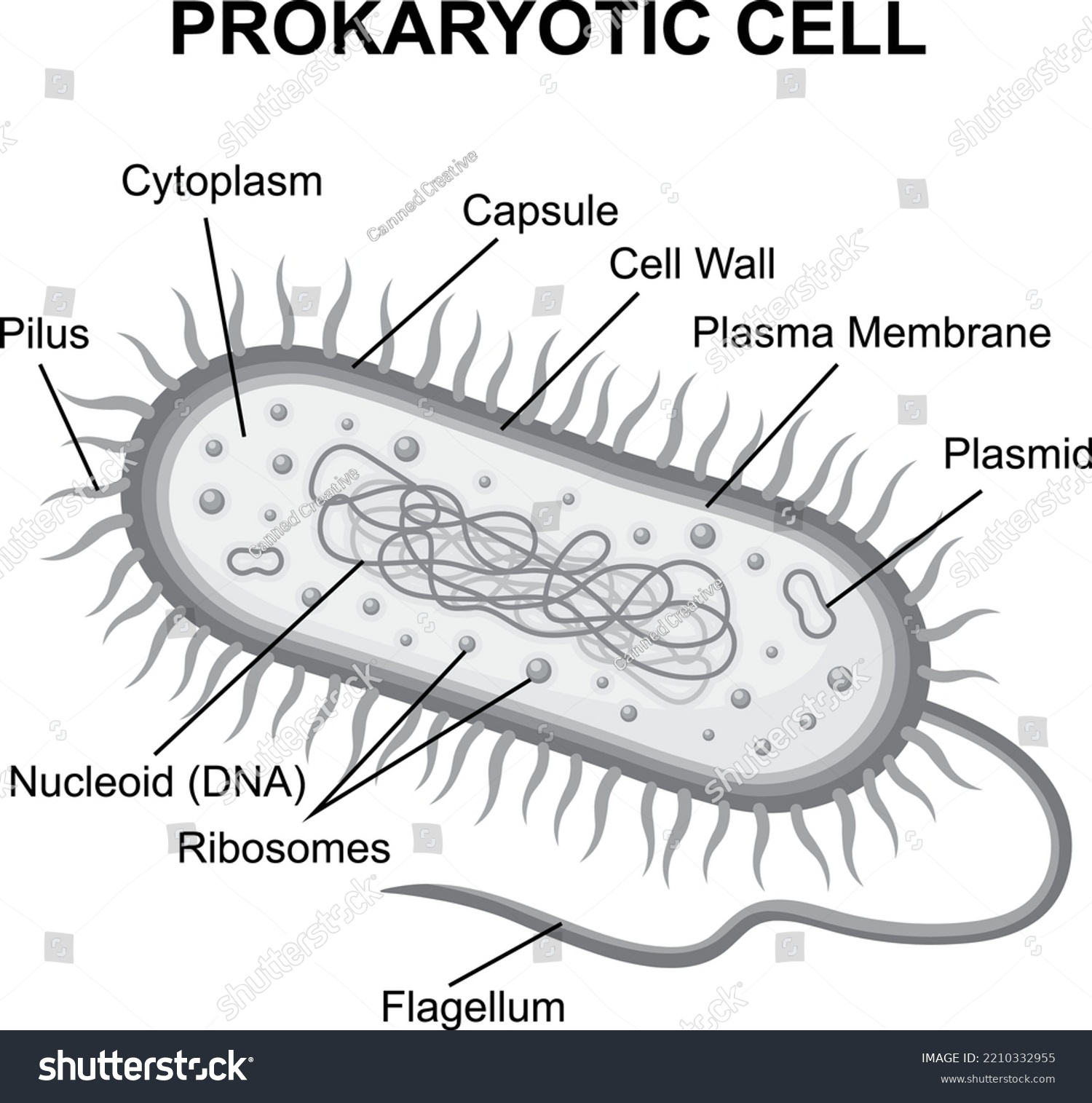 Prokaryotic Cell Structure Diagram Cross Section Stock Vector Royalty Free 2210332955 1568