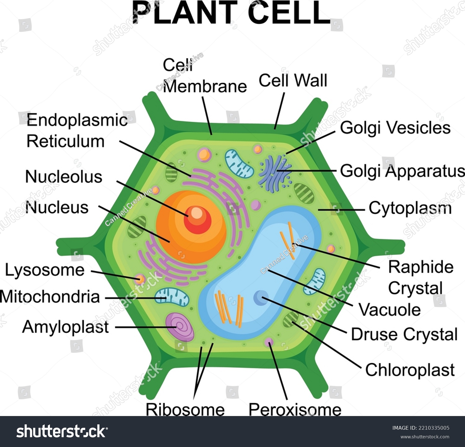 Plant Cell Structure Diagram Cross Section Stock Vector Royalty Free 2210335005 Shutterstock 4749