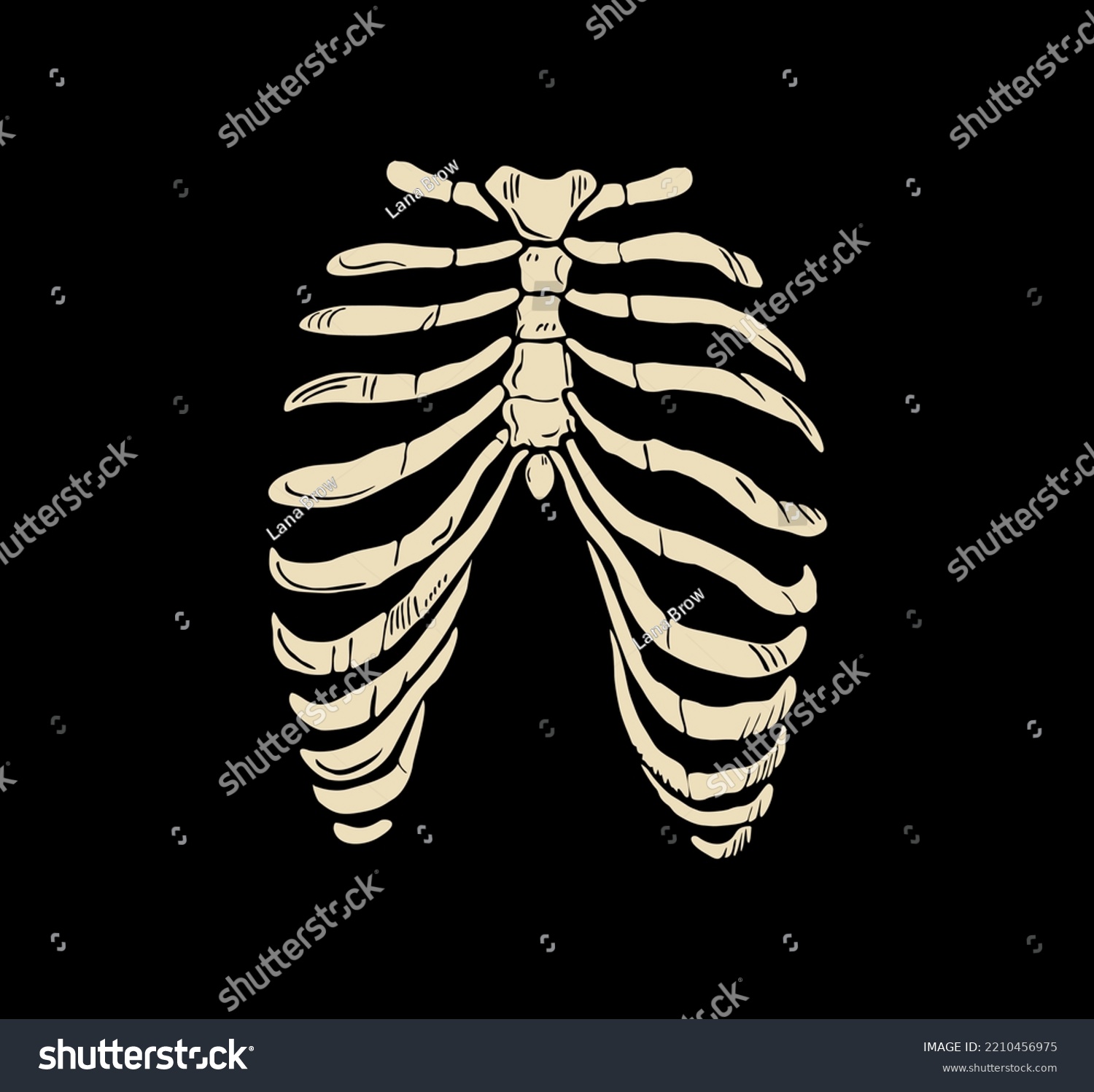 Skeleton Chest Bones Tshirt Print Horror Stock Vector (Royalty Free ...