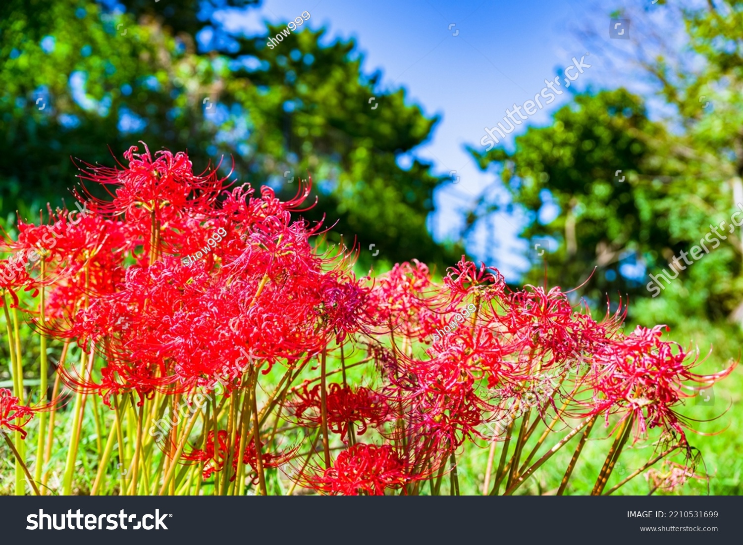 red-spider-lily-higanbana-a-symbol-of-autumn-and-death