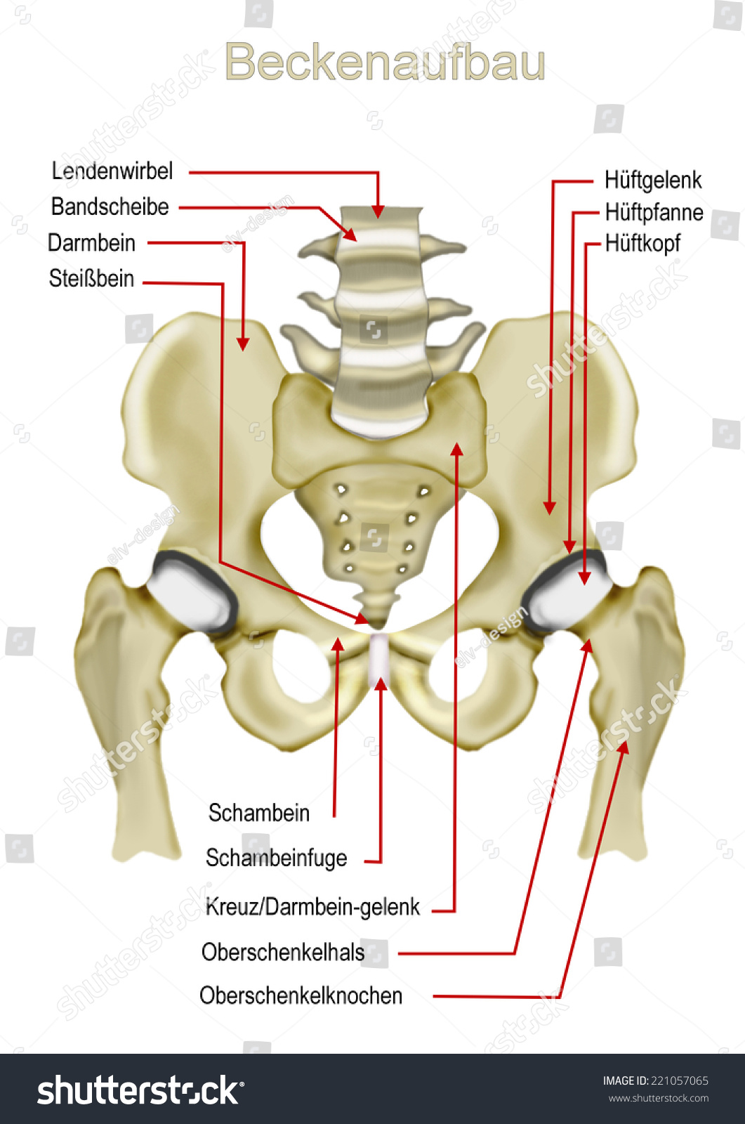 Anatomy Beck Construction Stock Illustration 221057065 | Shutterstock