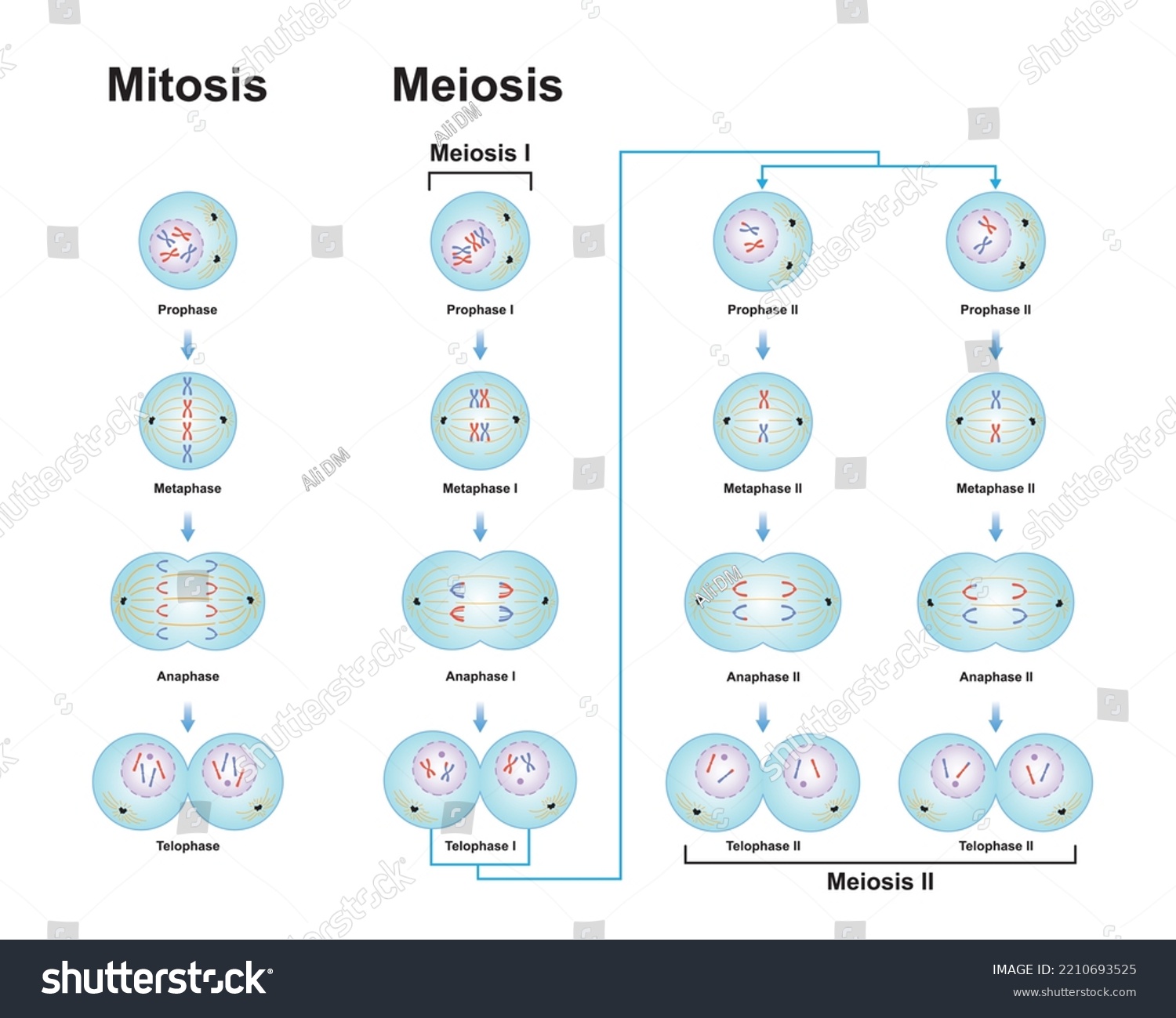 Scientific Designing Differences Between Meiosis Mitosis Stock Vector ...