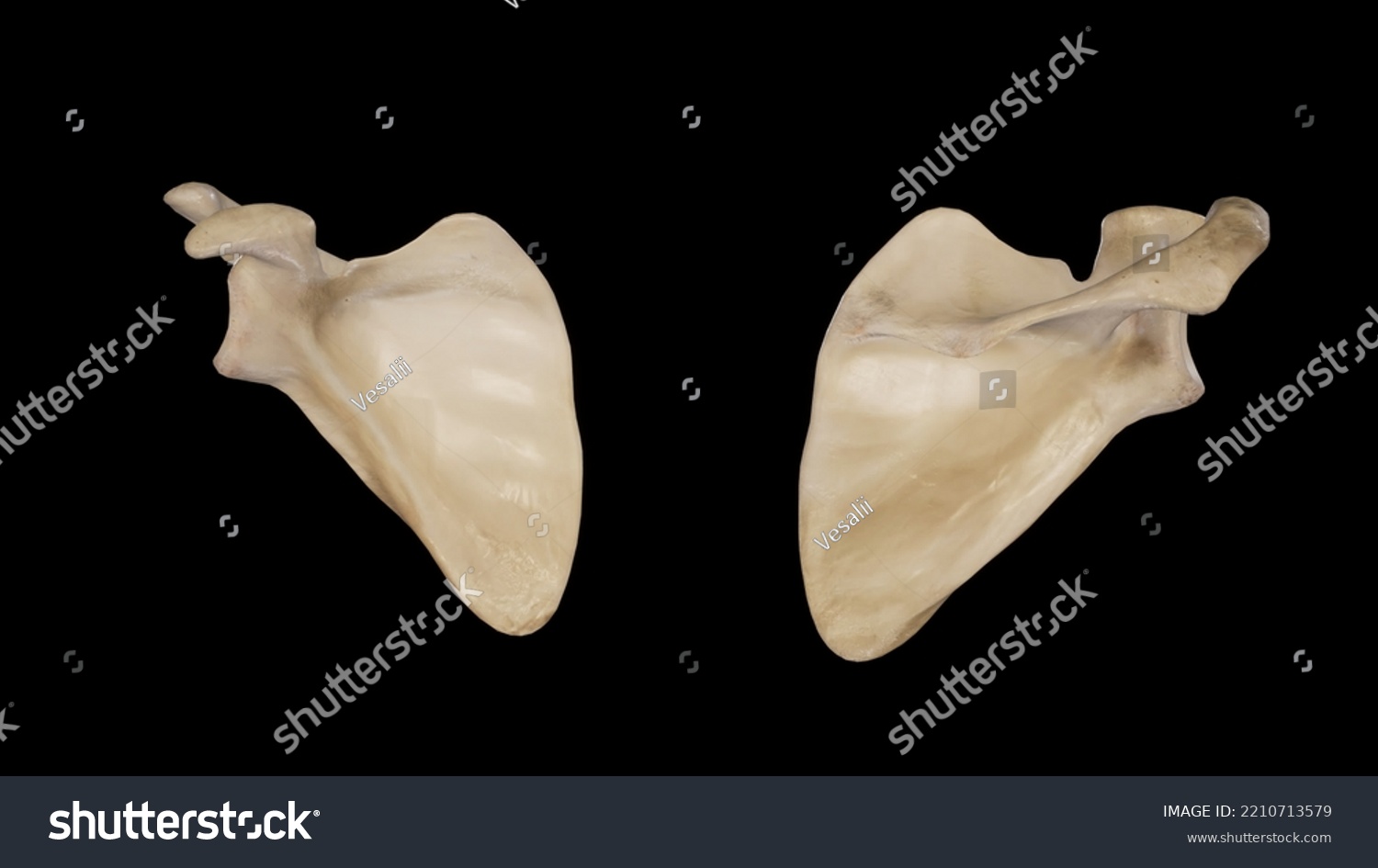 Scapula Front Back View3d Rendering Stock Illustration 2210713579 ...