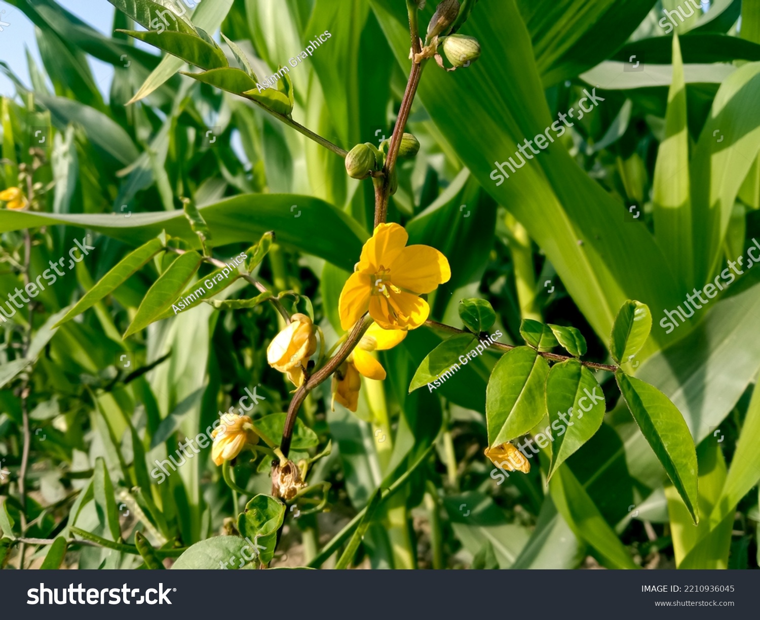 278 Genus Cassia Images, Stock Photos & Vectors | Shutterstock