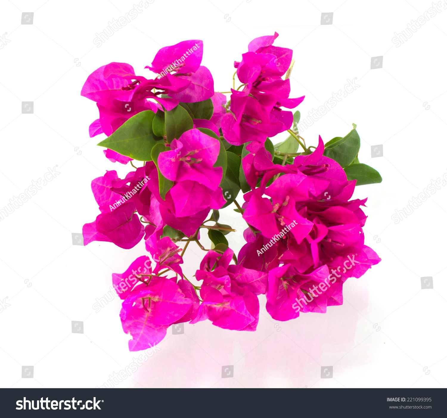 Bougainvillea On White Background Stock Photo 221099395 | Shutterstock