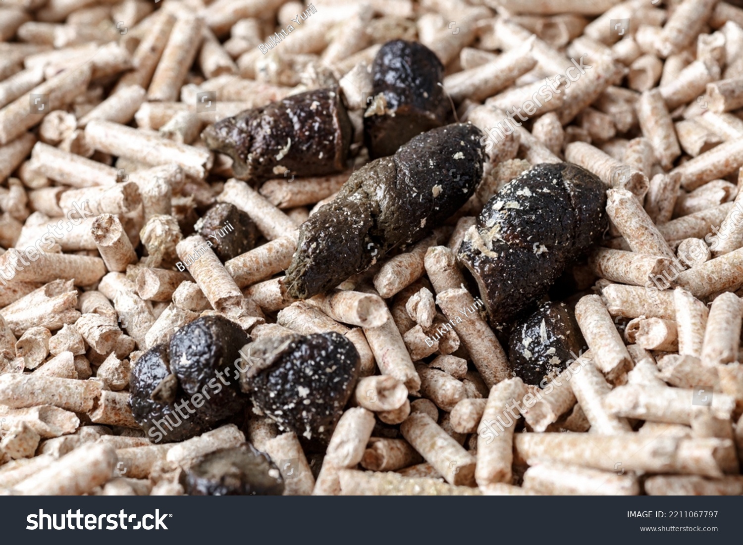 Cleaning Cat Poop Toilet Poop Wood Stock Photo 2211067797 | Shutterstock