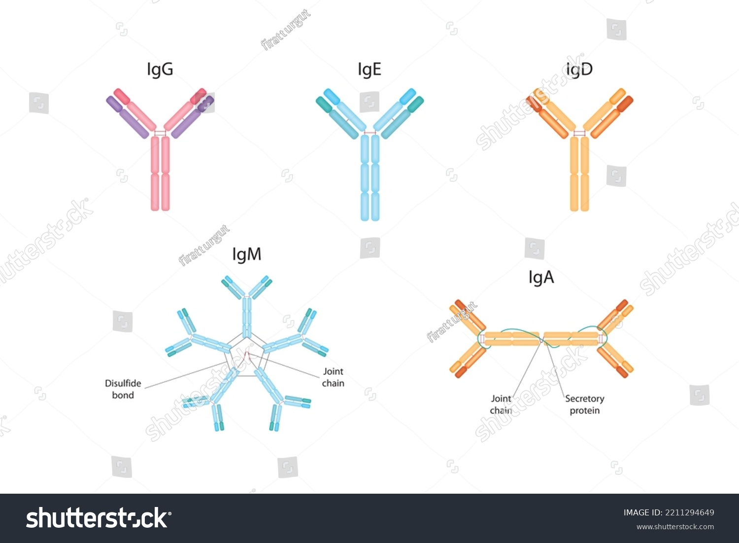 Types Antibodies Igg Igm Iga Igd Stock Vector (Royalty Free) 2211294649 ...