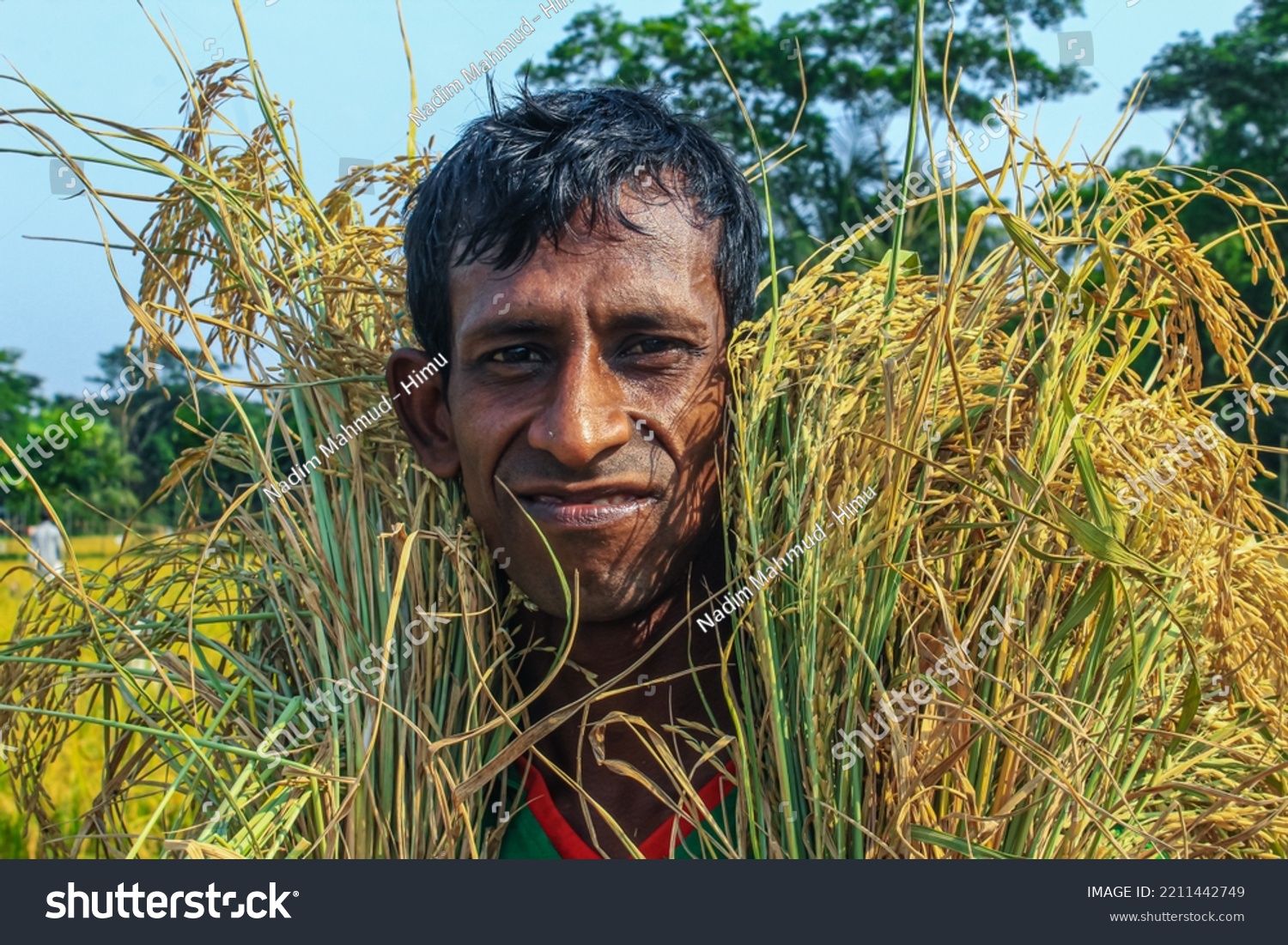 Bangladeshi Farmer Cut Collects Paddy After Stock Photo 2211442749 ...