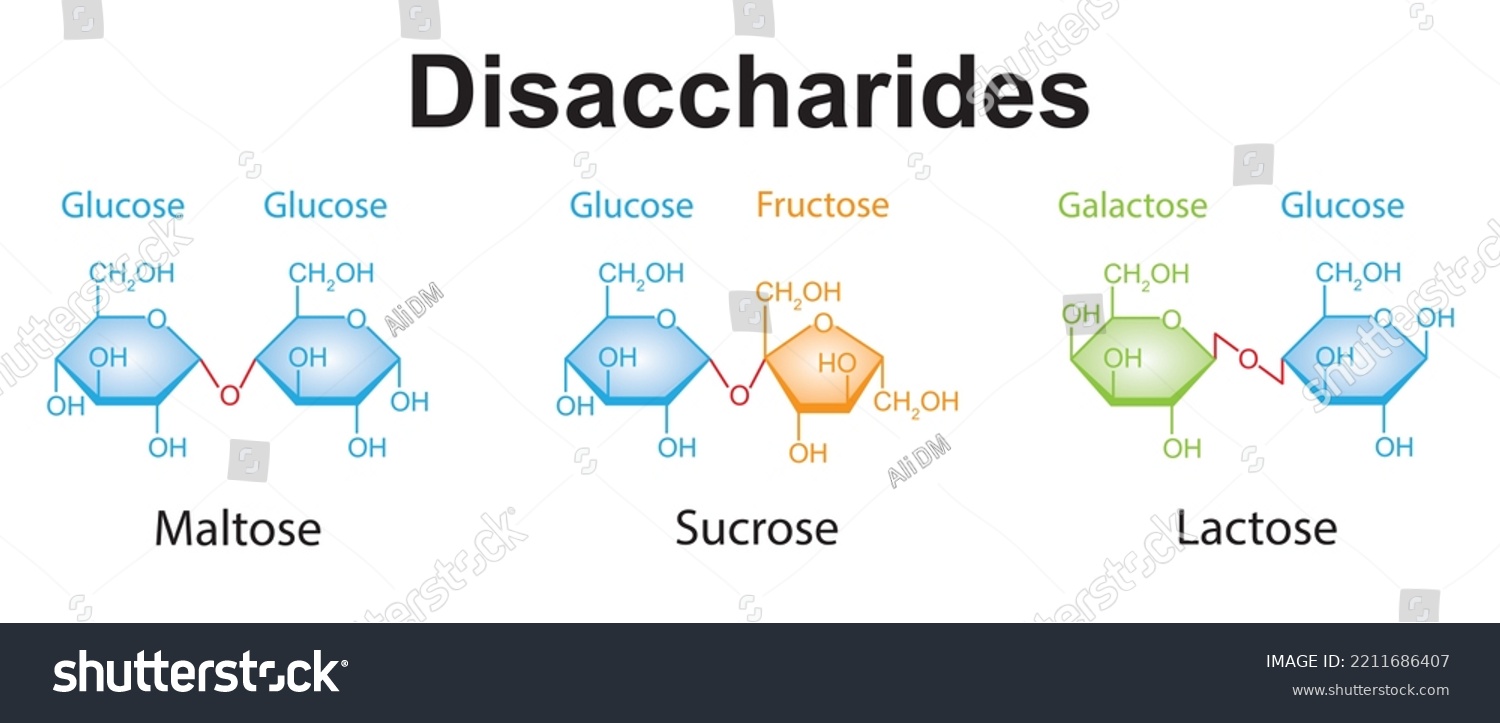 Chemical Illustration Disaccharides Maltose Sucrose Lactose Stock ...