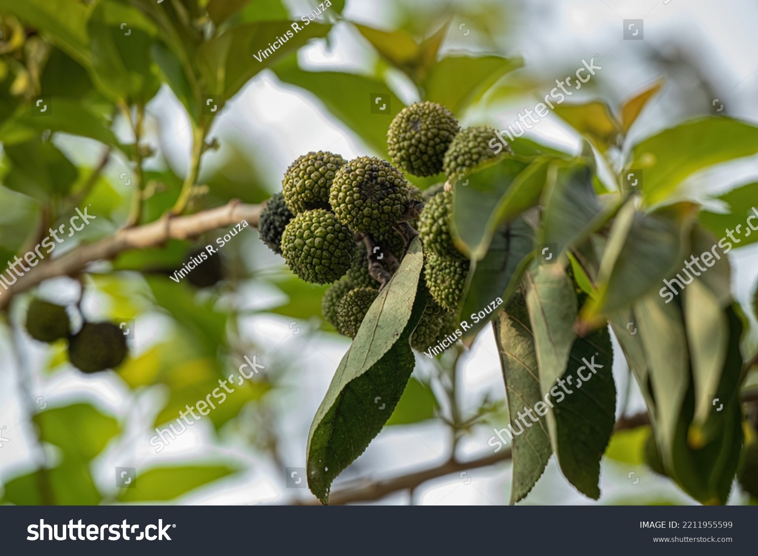 West Indian Elm Plant Species Guazuma Stock Photo 2211955599 | Shutterstock