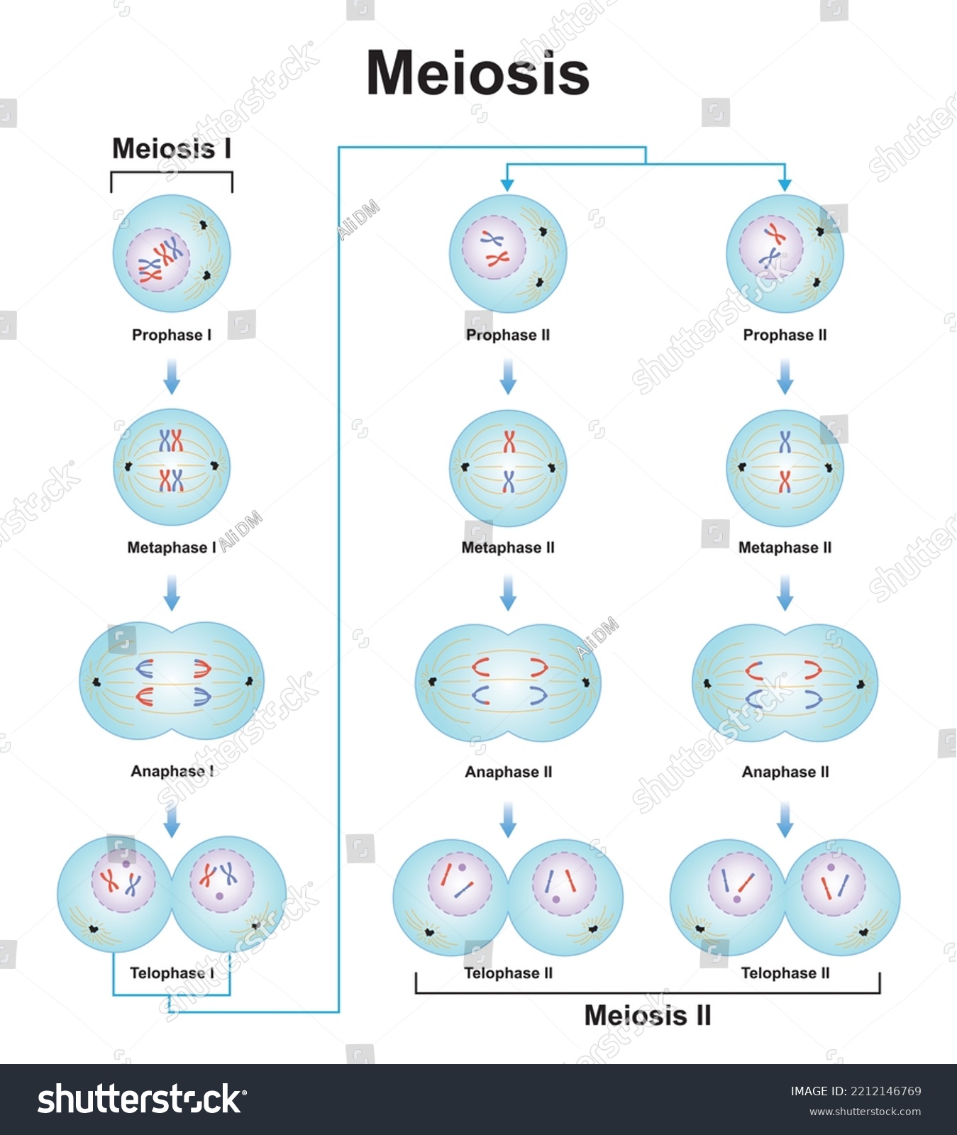 Scientific Designing Meiosis Phases Germ Cell Stock Vector (Royalty ...