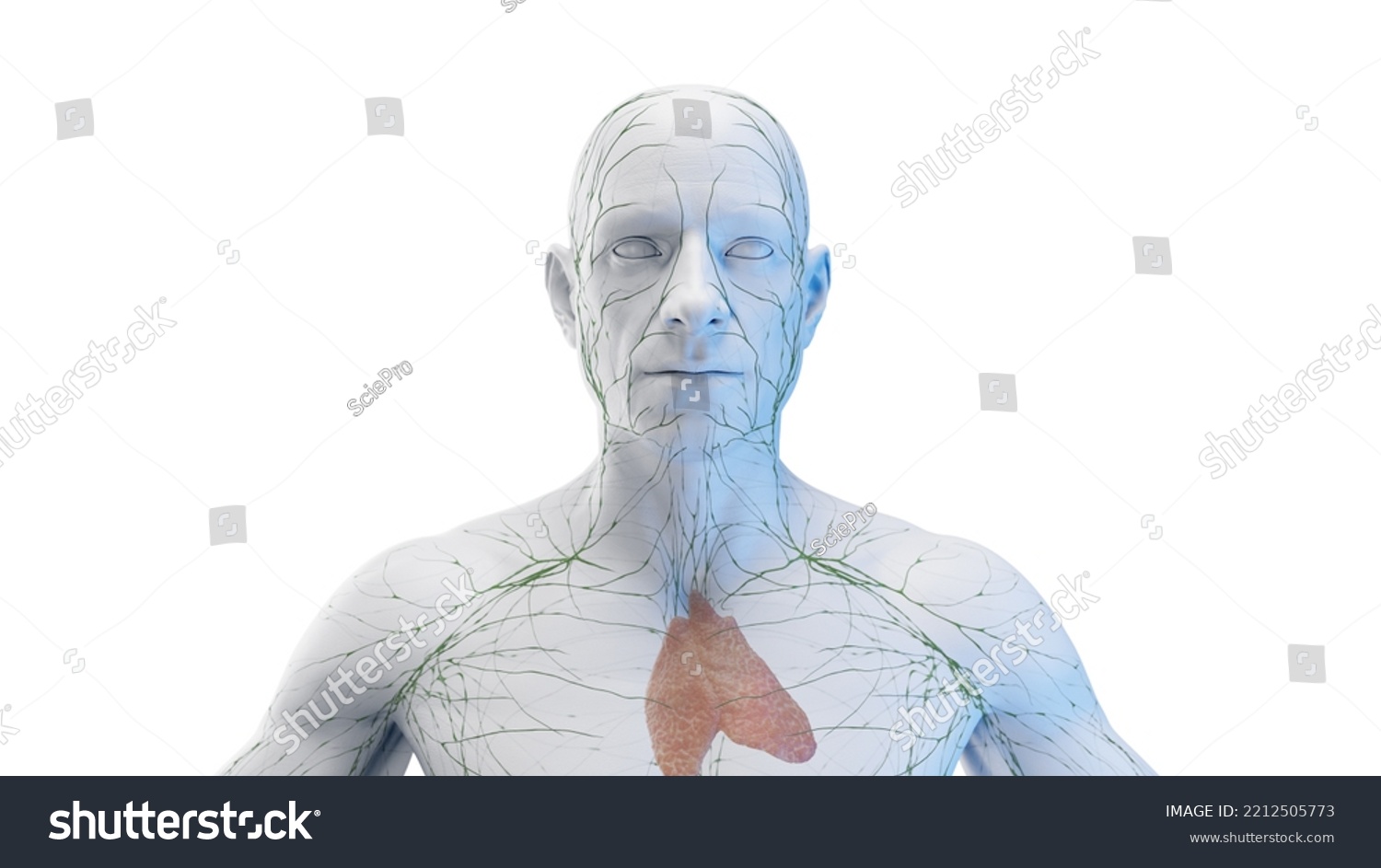 3d Rendered Medical Illustration Lymphatic System Stock Illustration ...