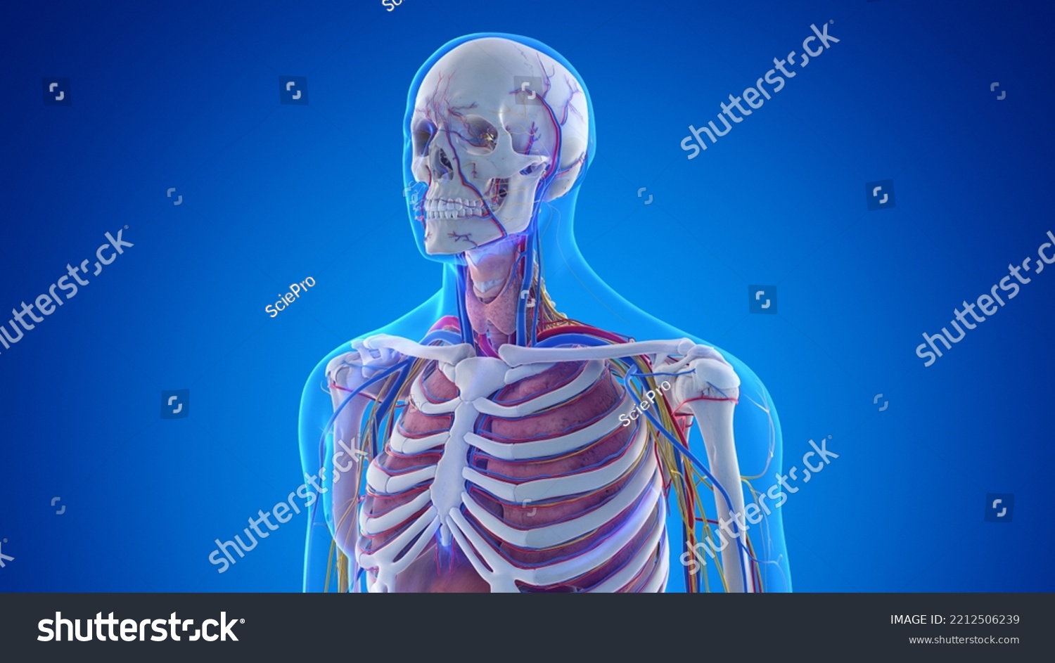 3d Rendered Medical Illustration Male Upper Stock Illustration ...