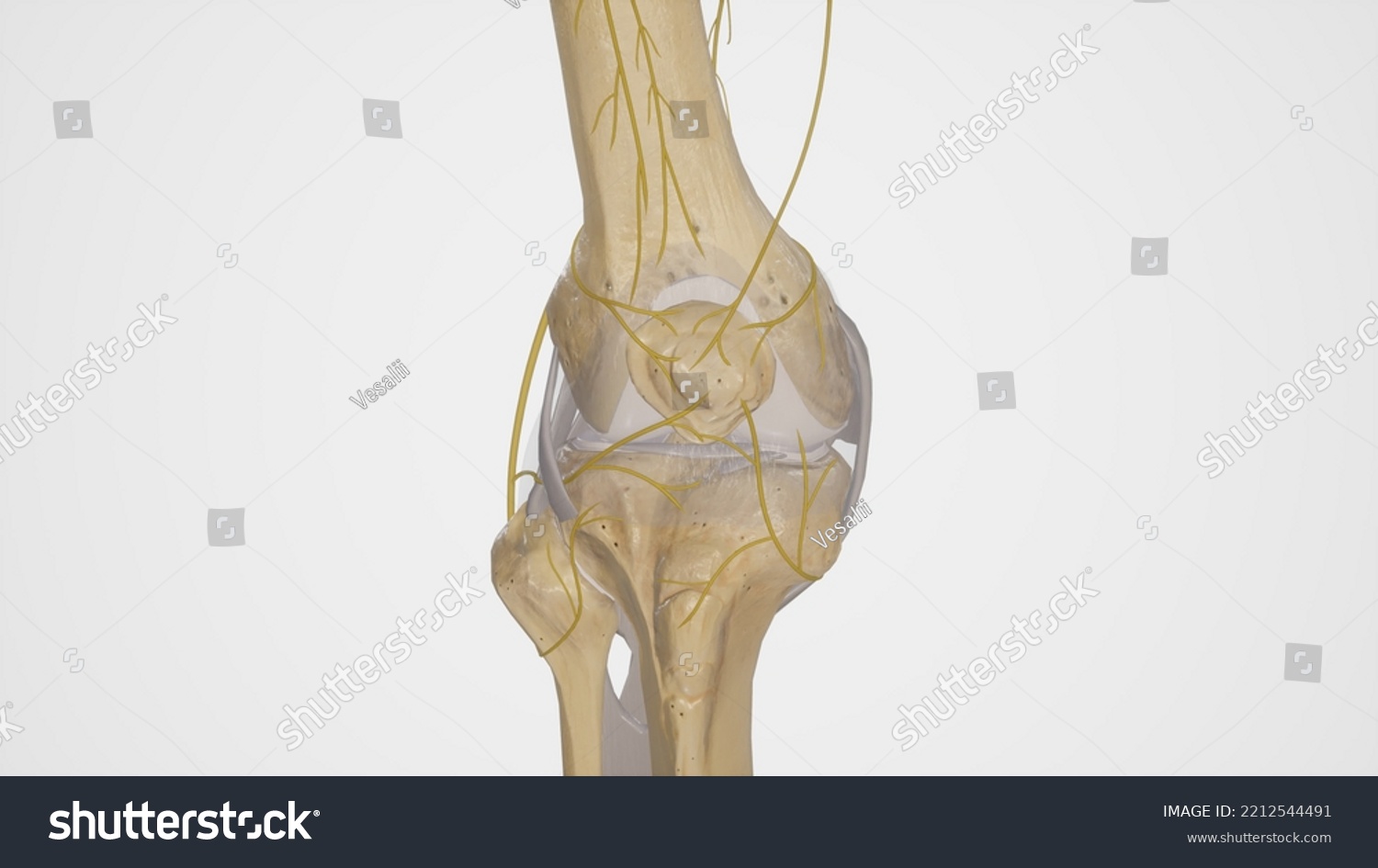 tibiofemoral joint