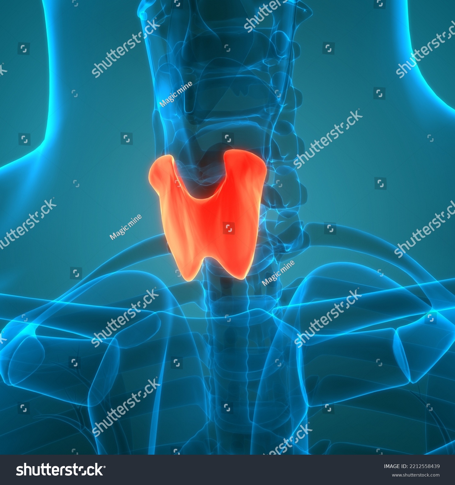 Human Body Glands Thyroid Gland Anatomy Stock Illustration 2212558439 Shutterstock