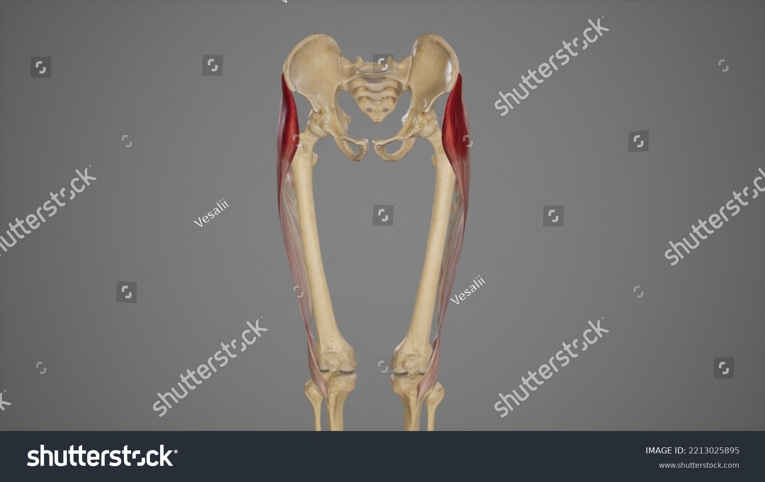 Medical Illustration Tensor Fascia Lata Muscle3d Stock Illustration 2213025895 Shutterstock 8350