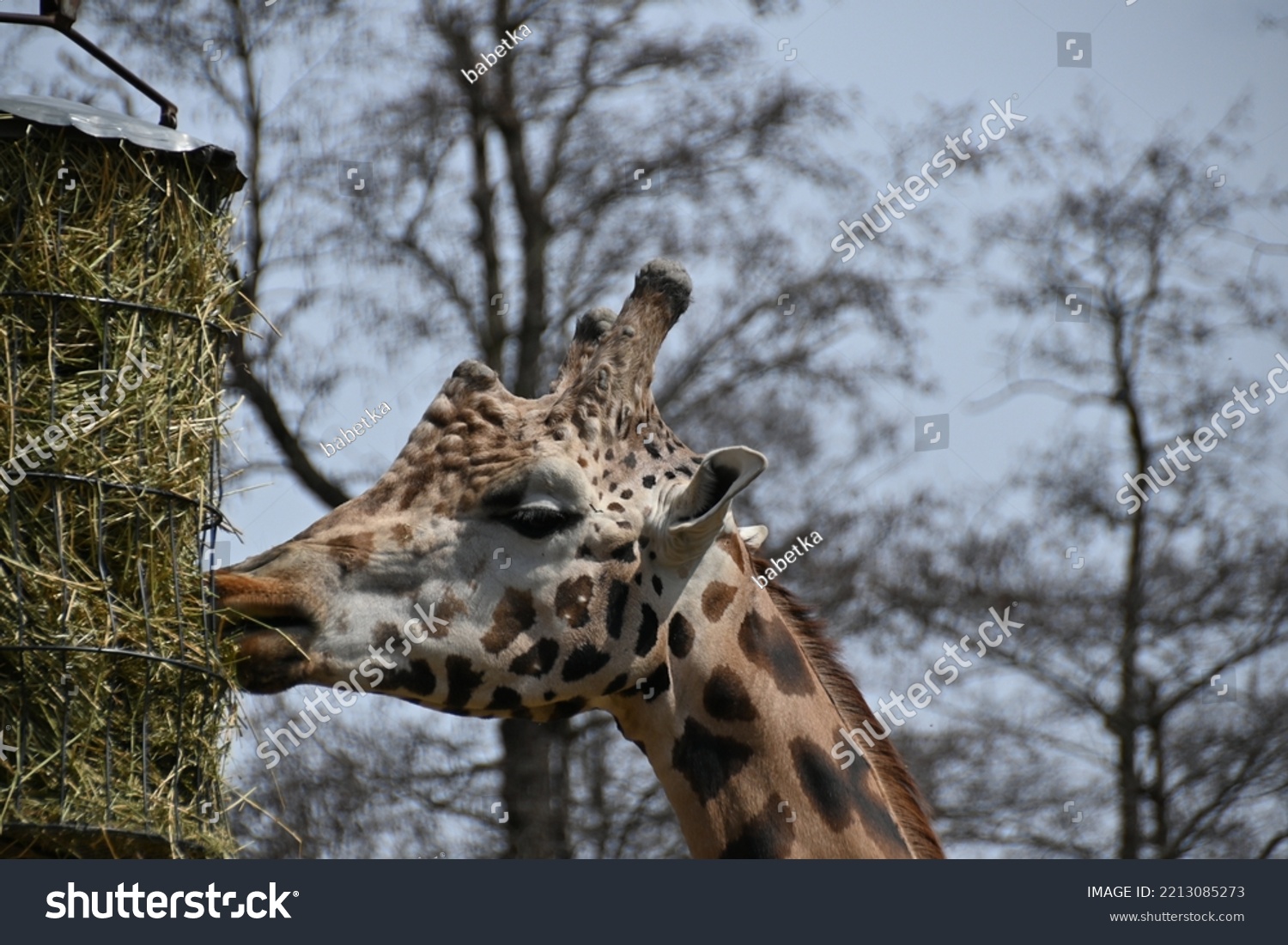 Detail Rothschilds Giraffe Captivity Stock Photo 2213085273 | Shutterstock