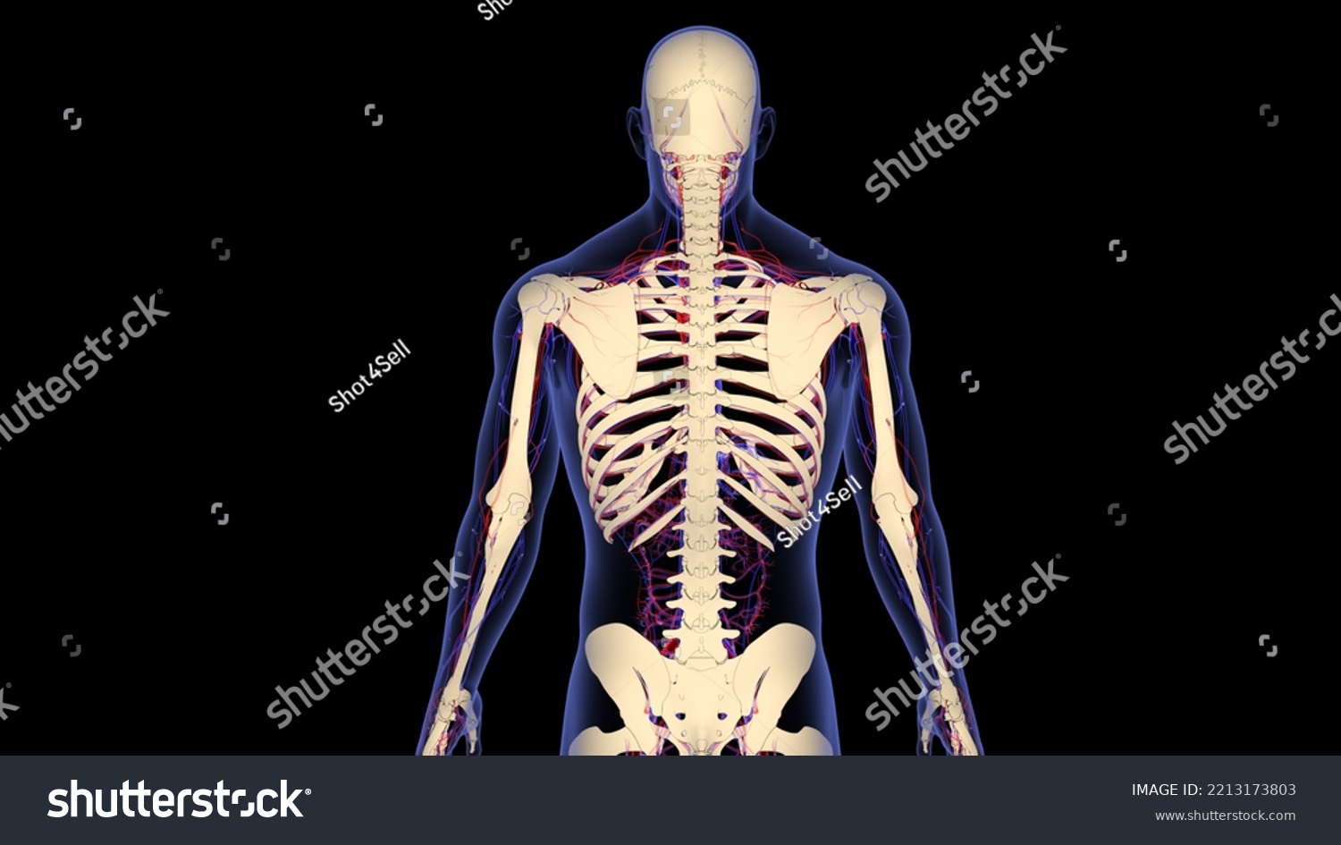 Human Skeleton System Circulatory System Anatomy Stock Illustration ...