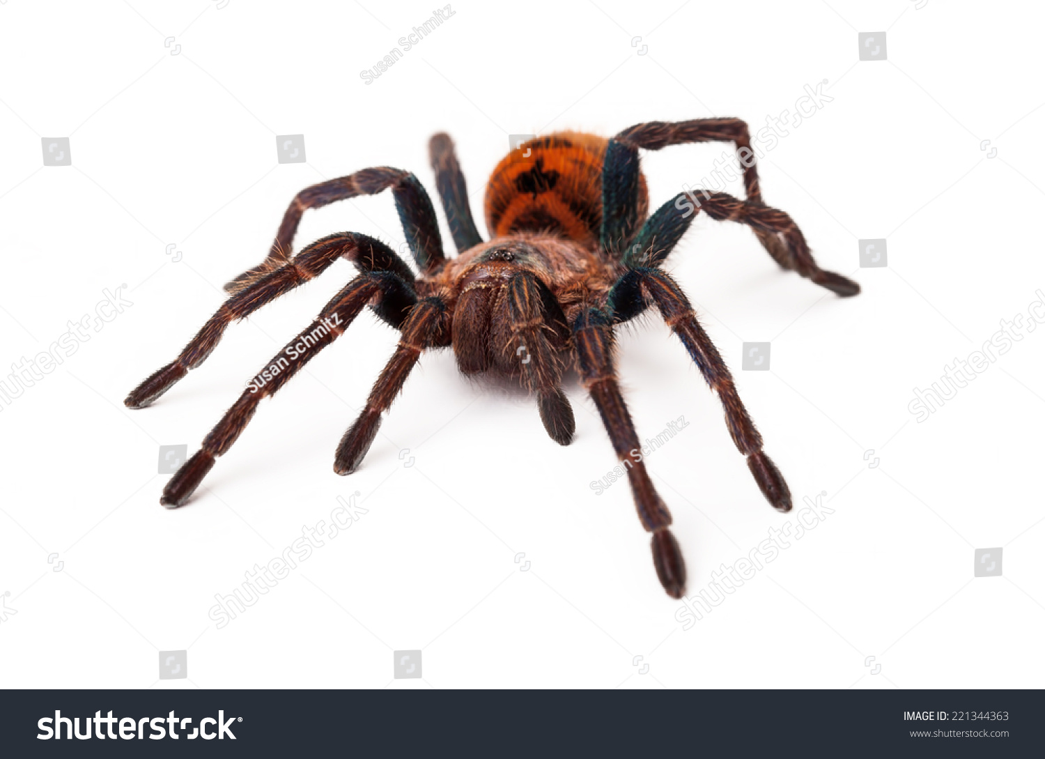 Large Greenbottle Blue Tarantula Spider Orange Stock Photo 221344363