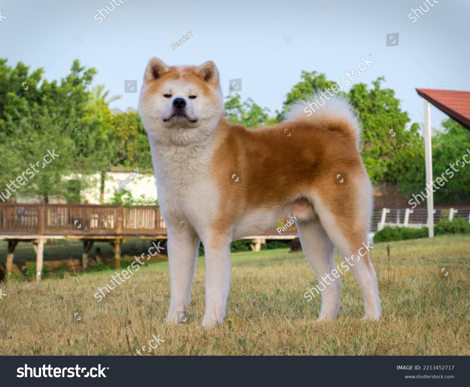 雪の背景に森の中に秋田犬が立つ 写真素材 Shutterstock