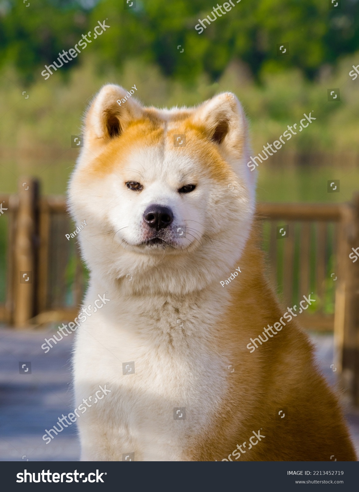 Akita Inu Dog Stand Forest Snow Stock Photo Shutterstock