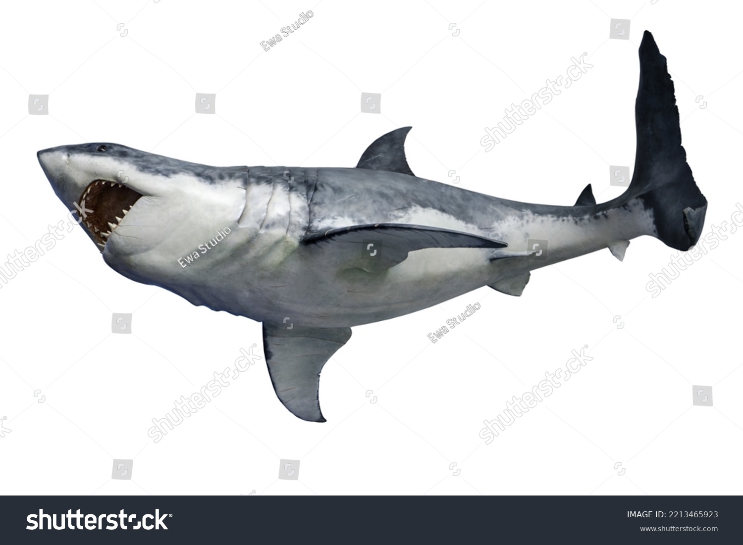 Shark Isolated On White Background Great Stock Photo 2213465923 ...