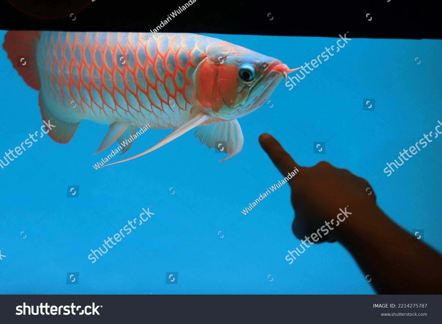 Indonesian Endemic Fish Island Borneo Named Stock Photo 2214275787