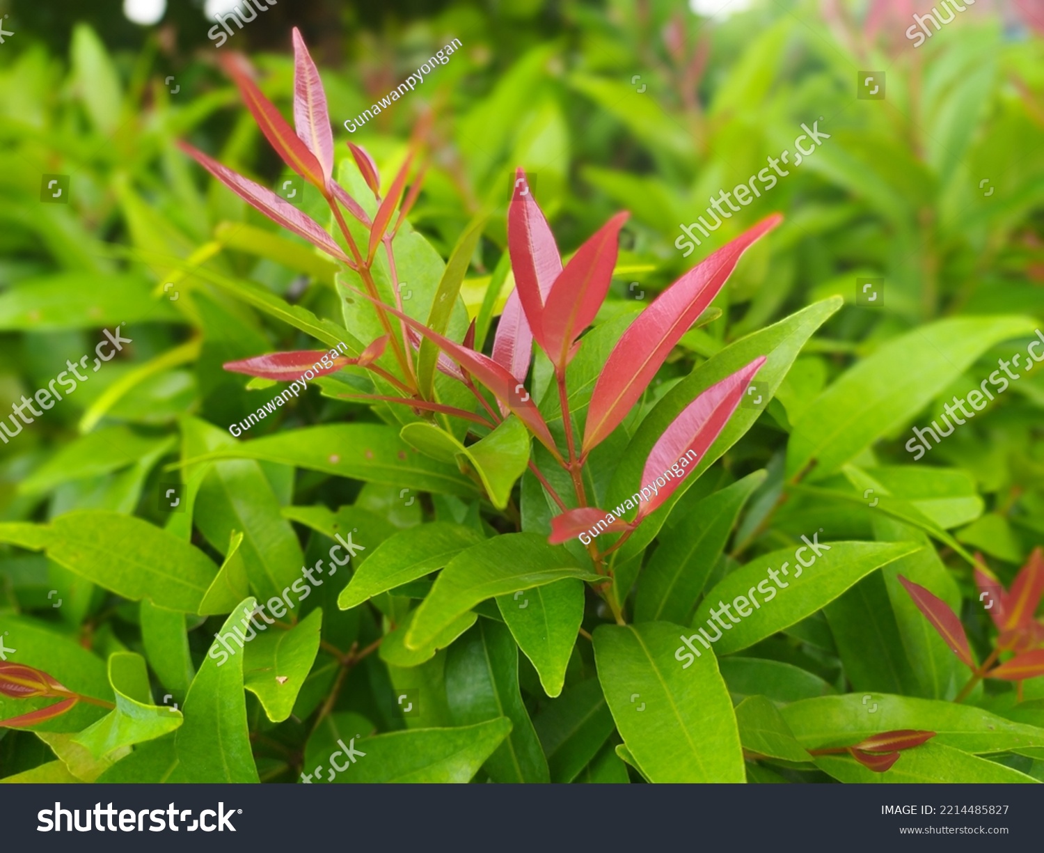 Red Shoots Syzygium Myrtifolium Plant Red Stock Photo 2214485827 ...