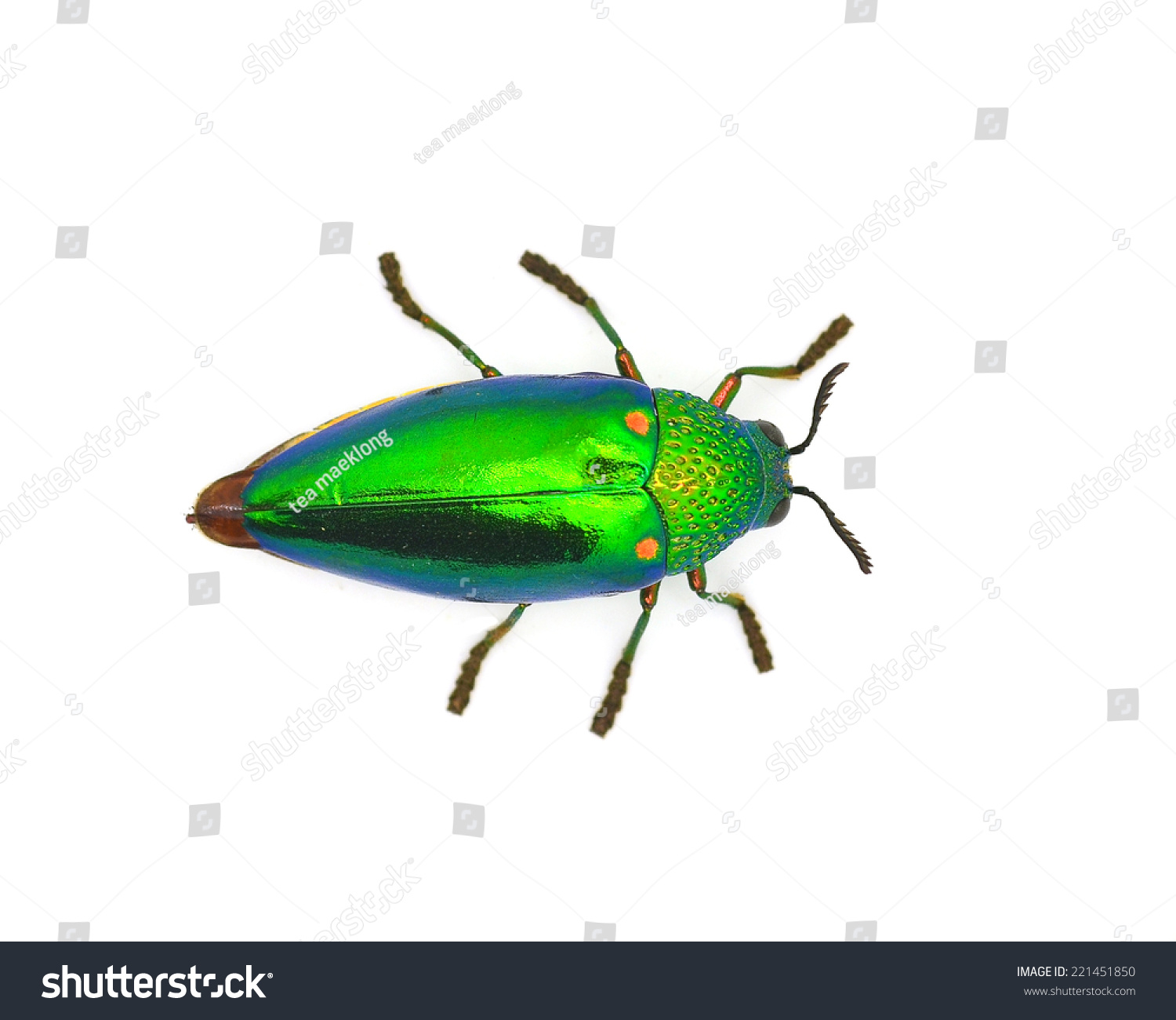 Beautiful Jewel Beetle Metallic Woodboring Buprestid Stock Photo