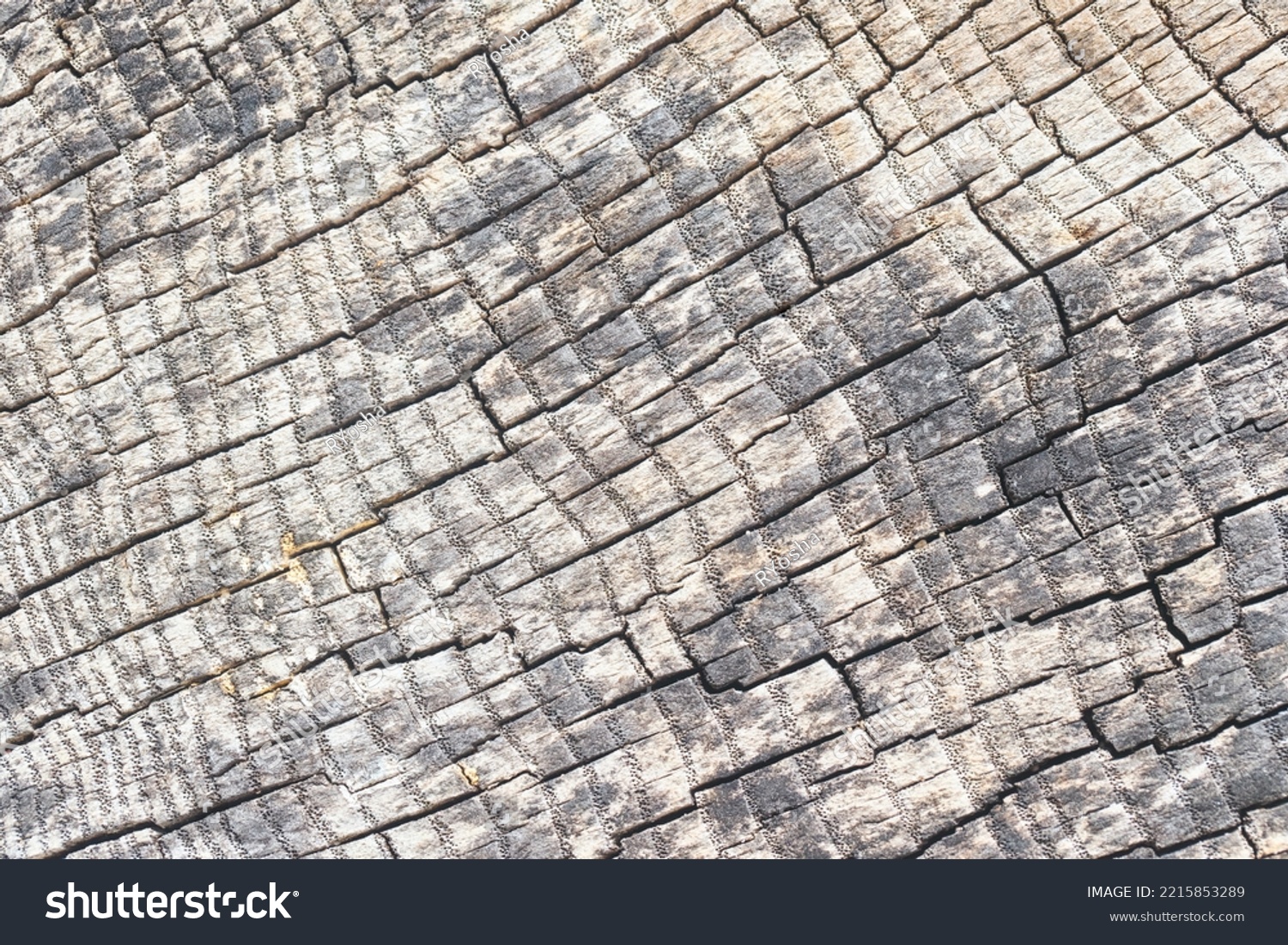 Cross Section Ash Tree Gray Elm Stock Photo 2215853289 | Shutterstock